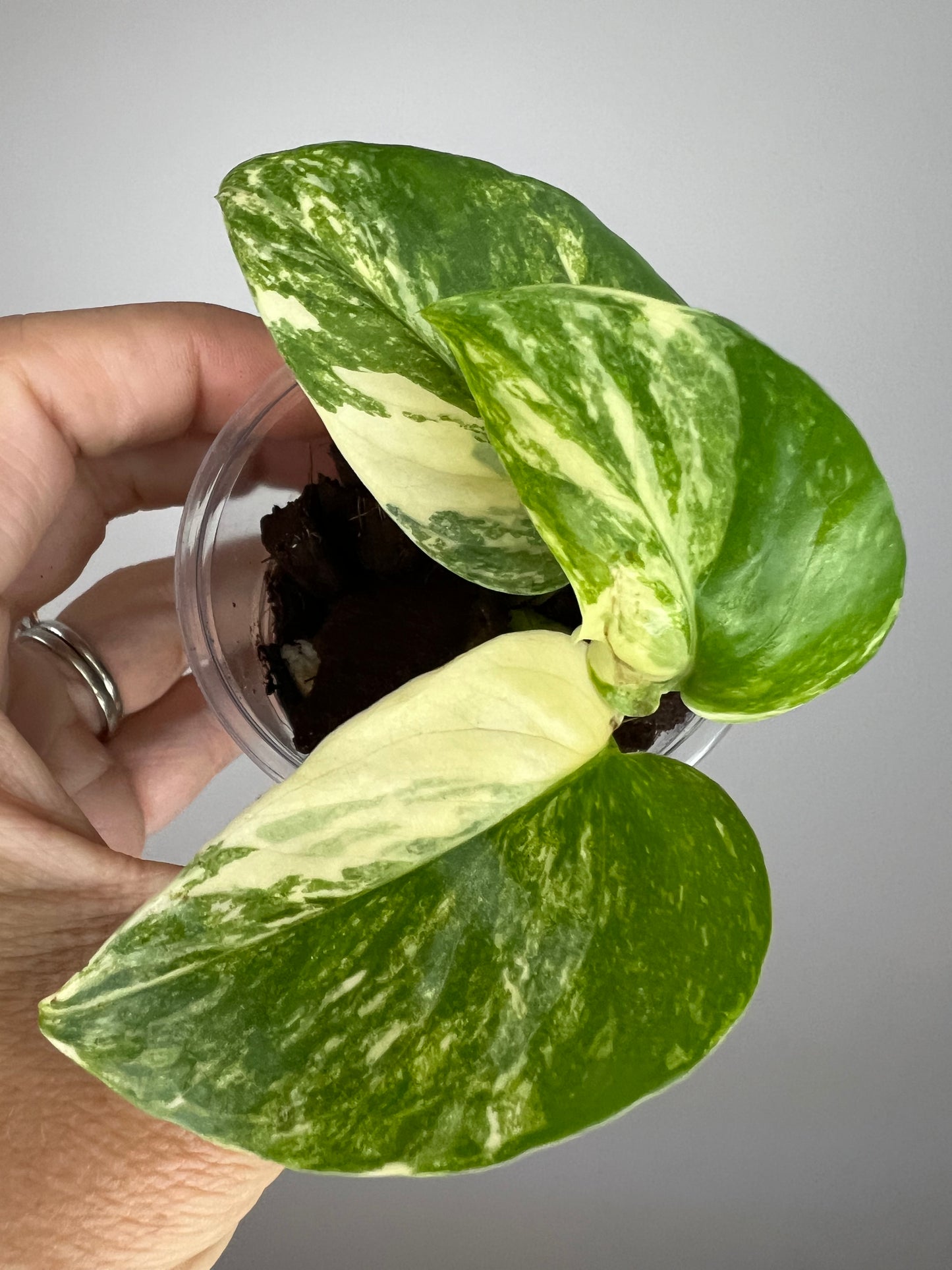 Epipremnum Aureum Colorado Constellation Pothos