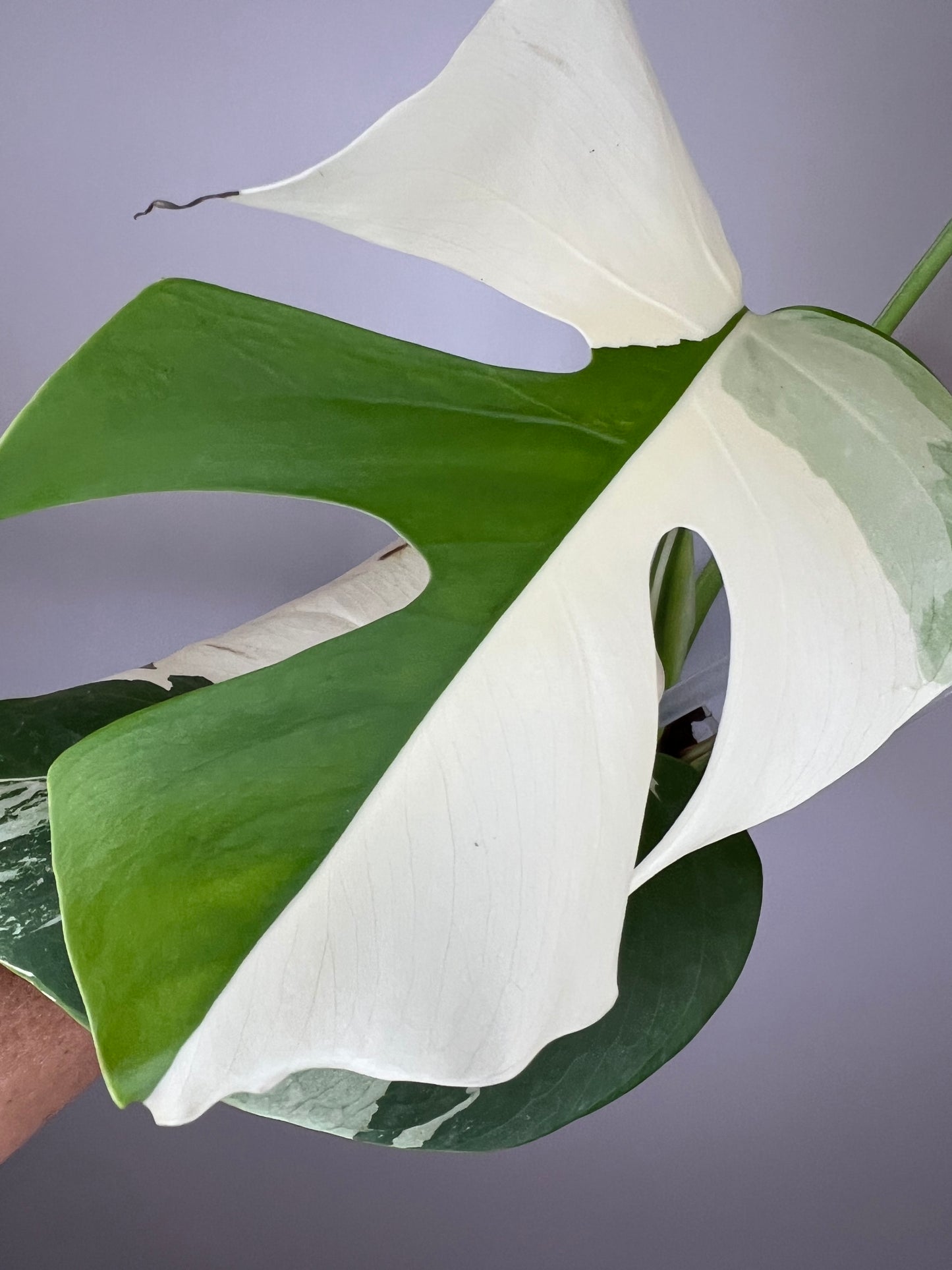 Monstera Borsigiana Albo