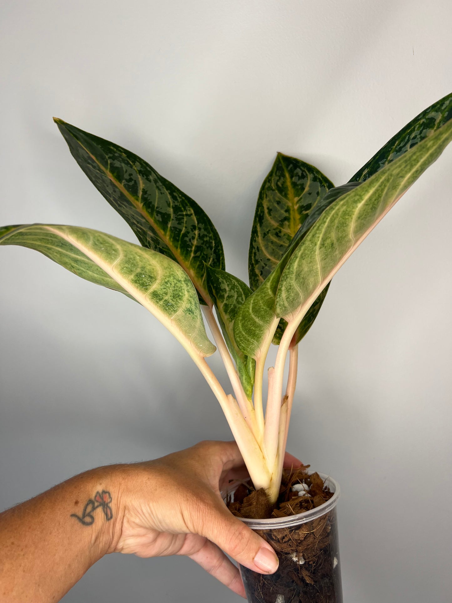 Aglaonema Gaja Mada