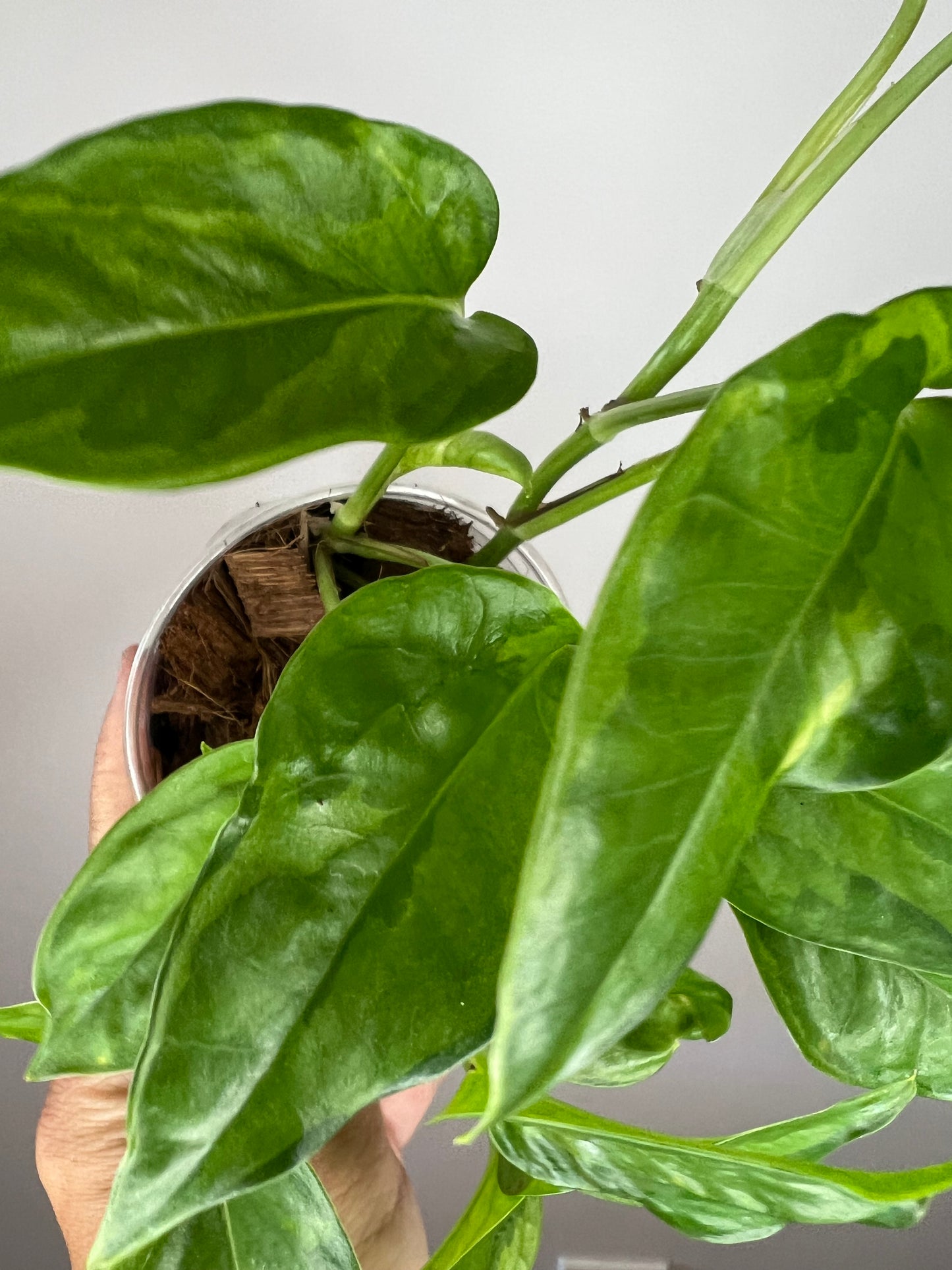 Epipremnum Aureum Lemon Meringue Pothos