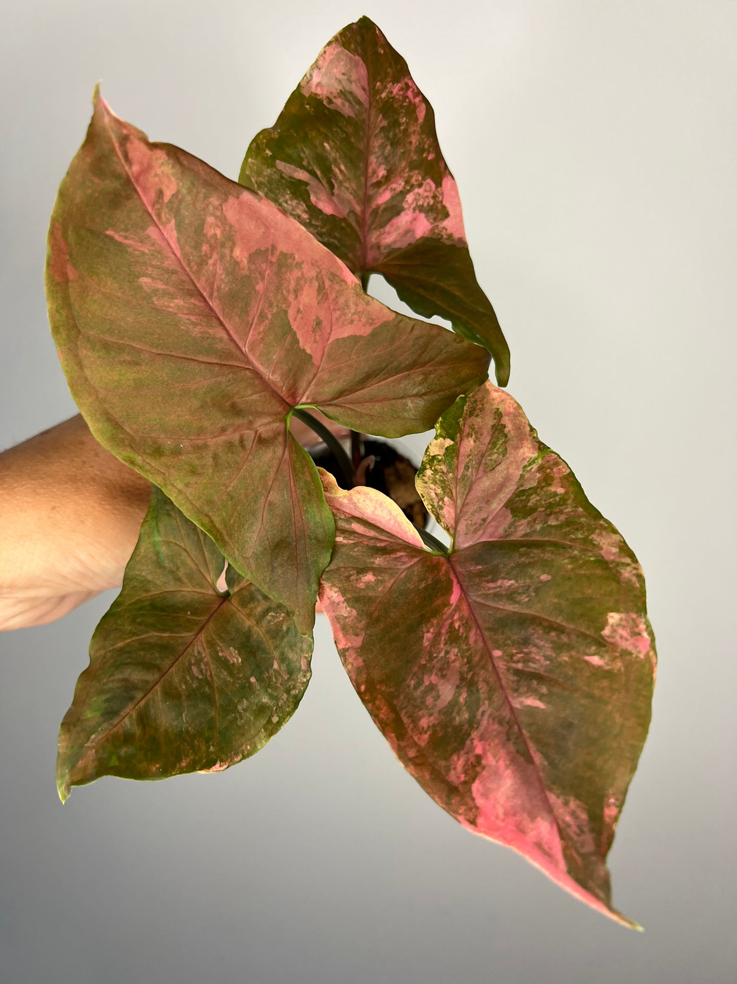 Syngonium Maria Variegated