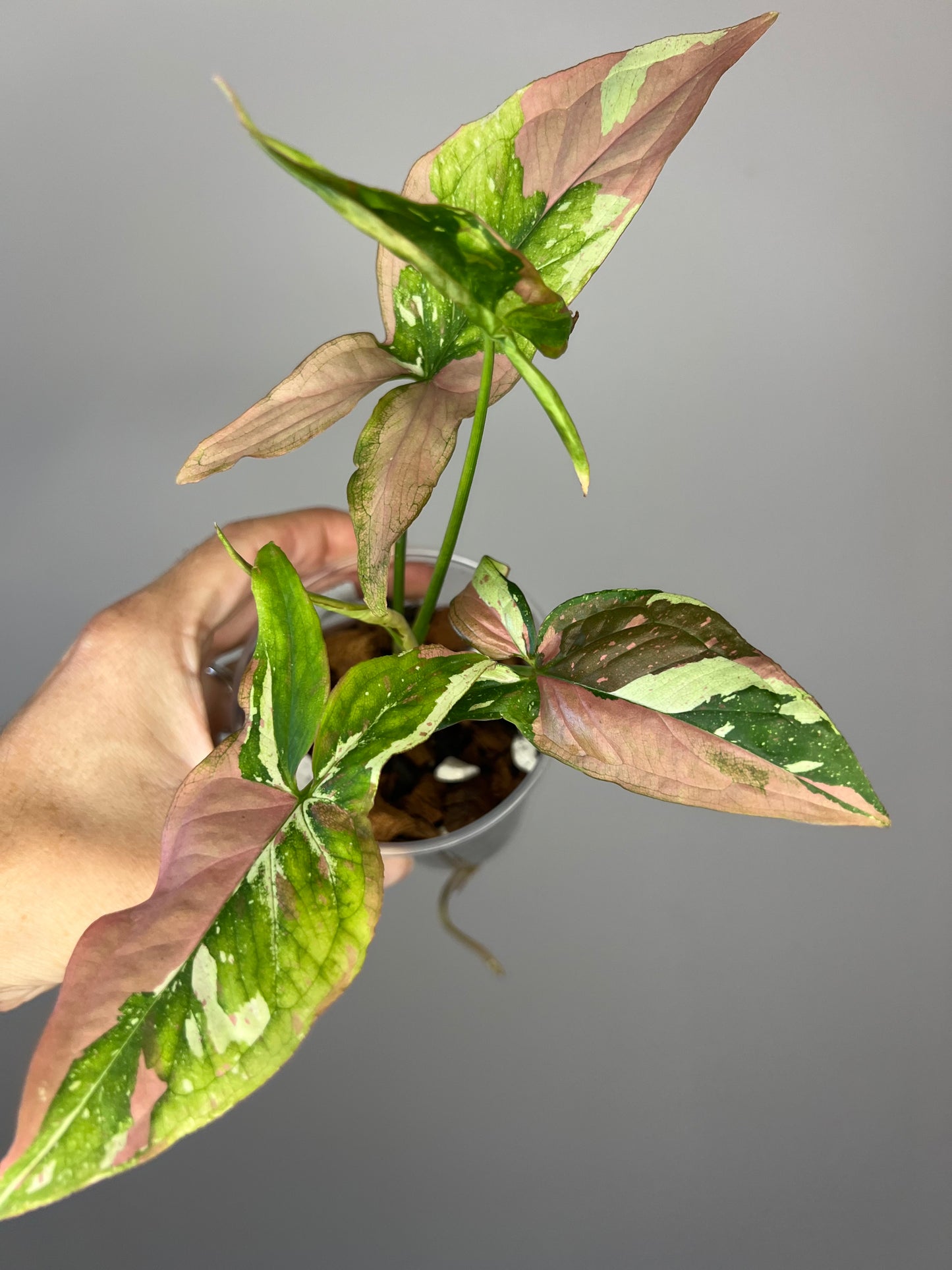 Syngonium Red Spot Tricolor "Pink on Pink" 💕