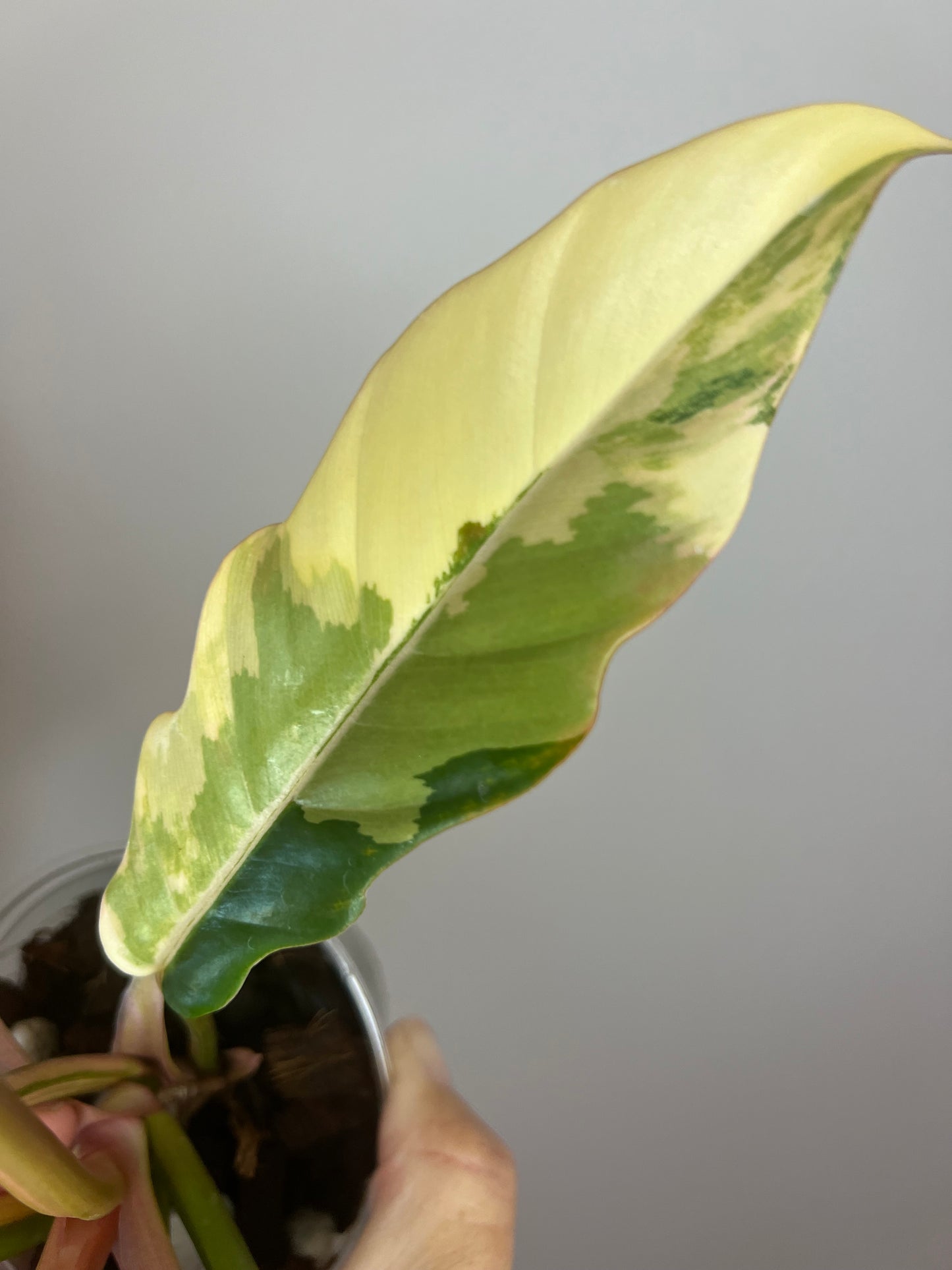 Philodendron Carmel Marble