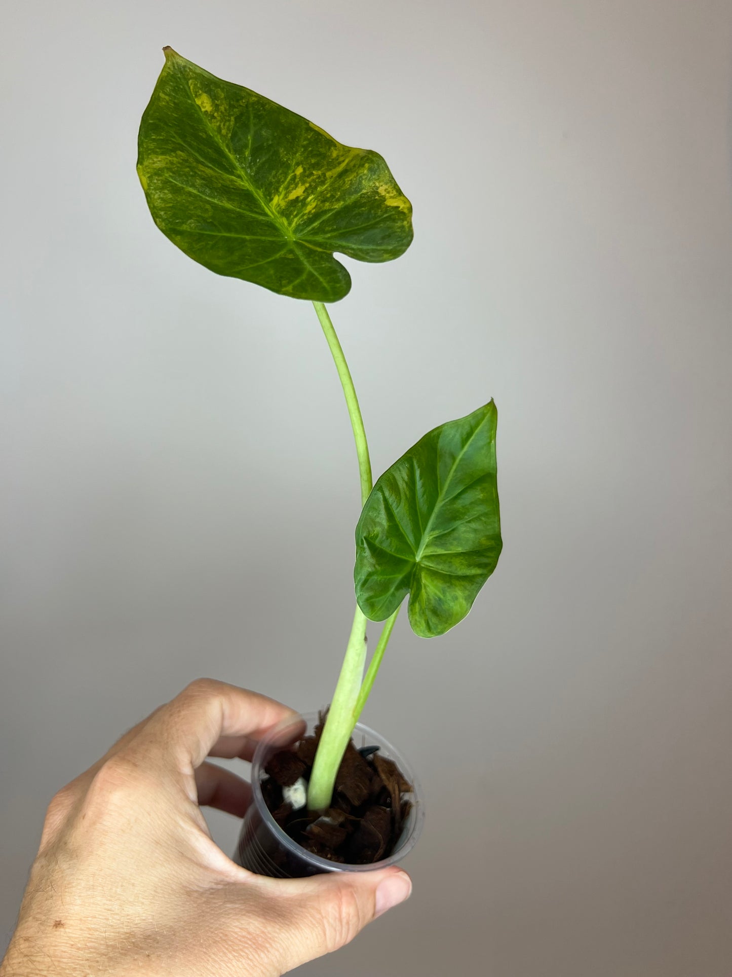 Alocasia Regal Shield Aurea "Blue Jeans"