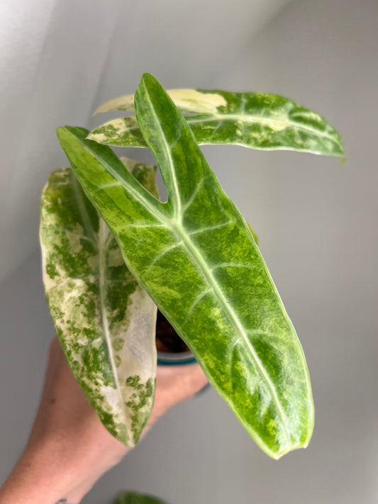 Alocasia Lucifer Aurea (Silver Bone) Corms