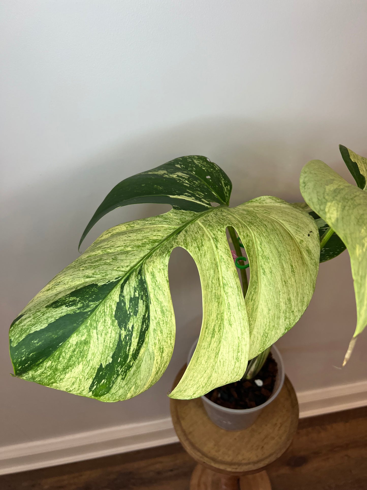 Monstera Mint NoID