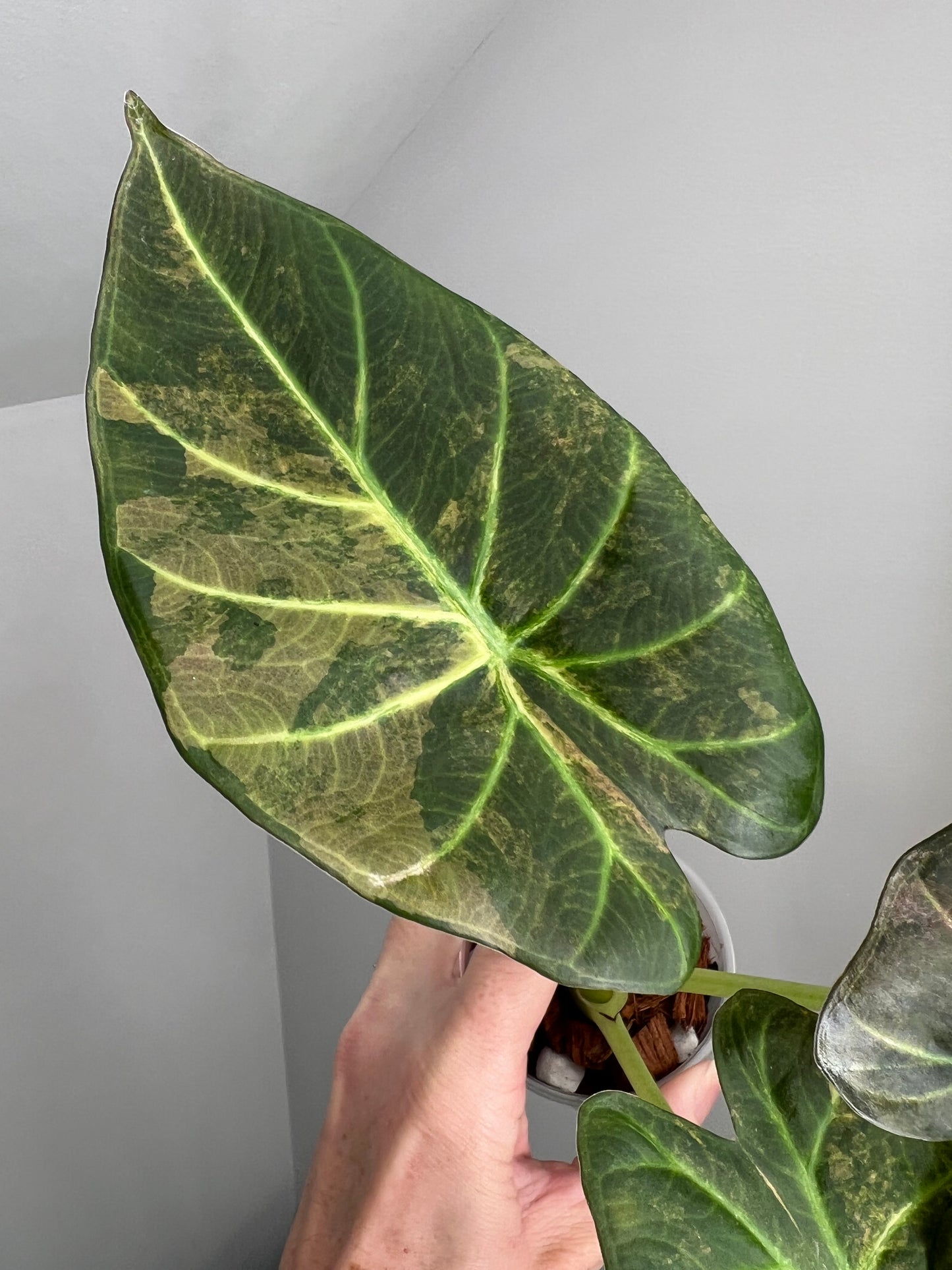 Alocasia Regal Shield Aurea Corm