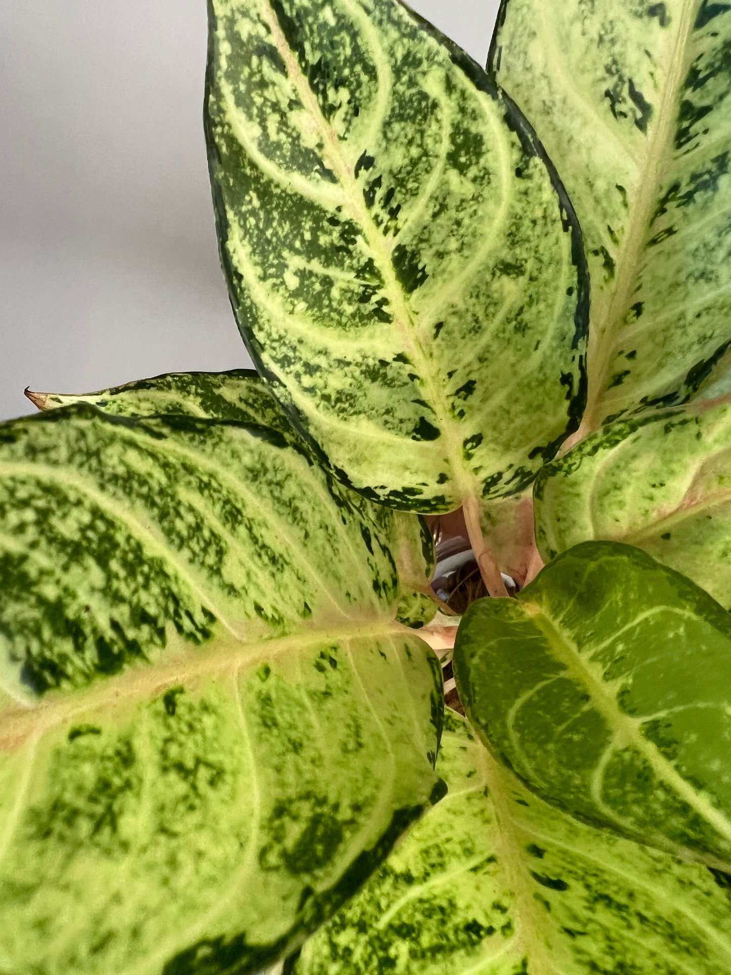 Aglaonema Lucky