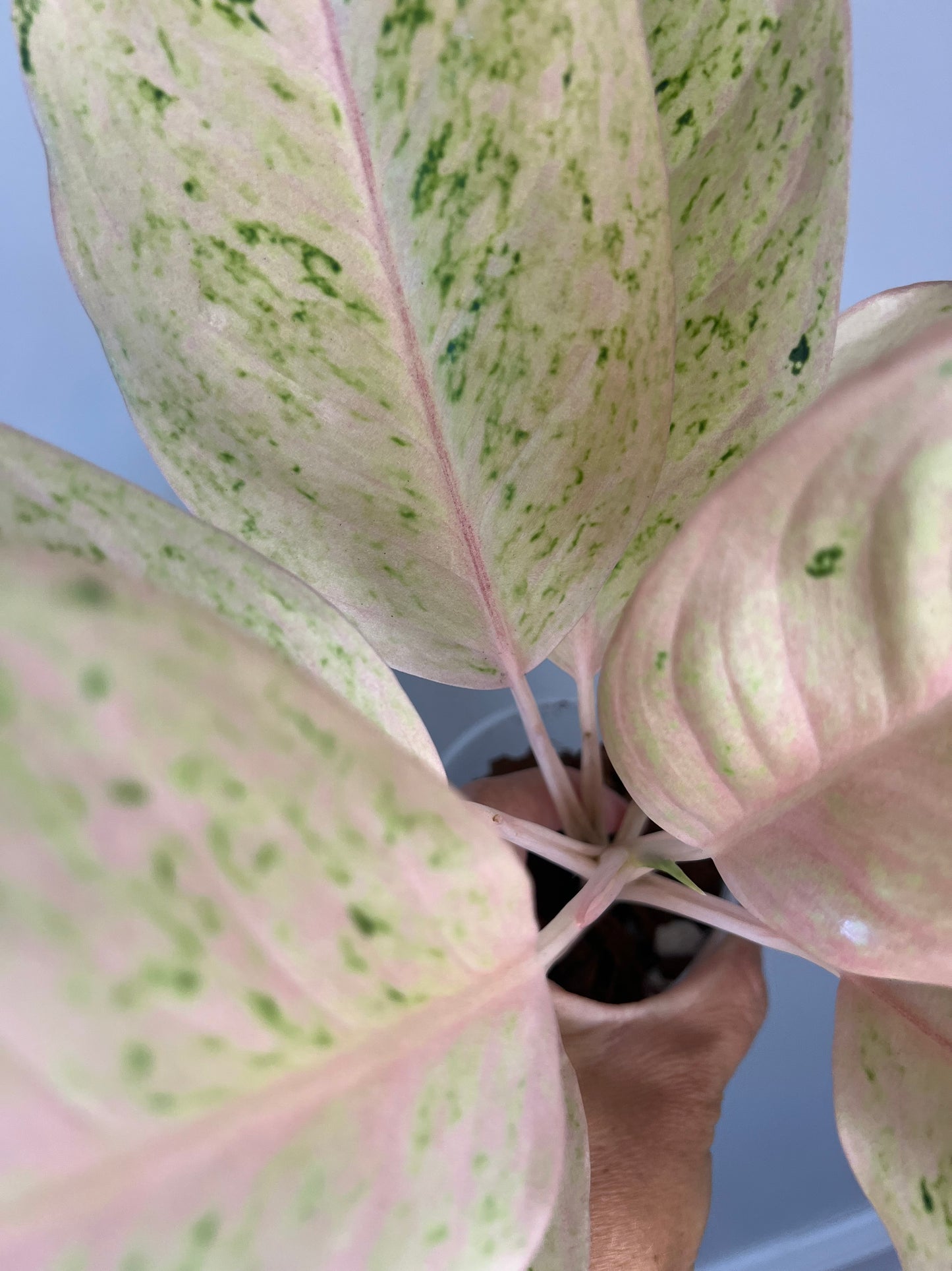 Aglaonema Intan Ice Cream