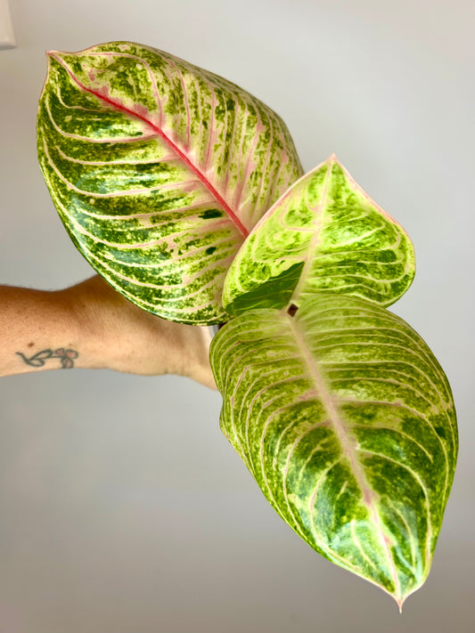 Aglaonema Pink Moonlight