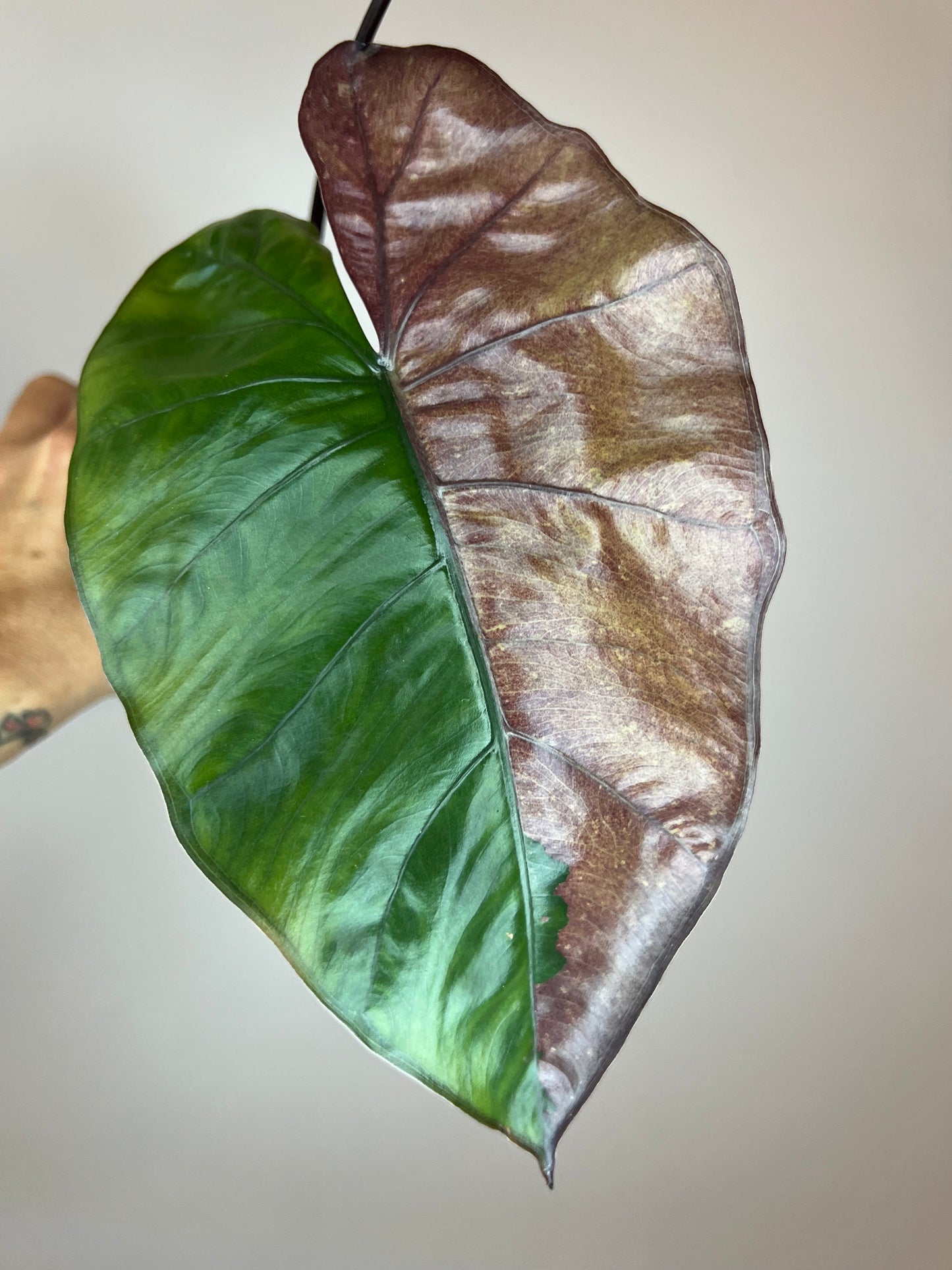 Alocasia Plumbea Pink