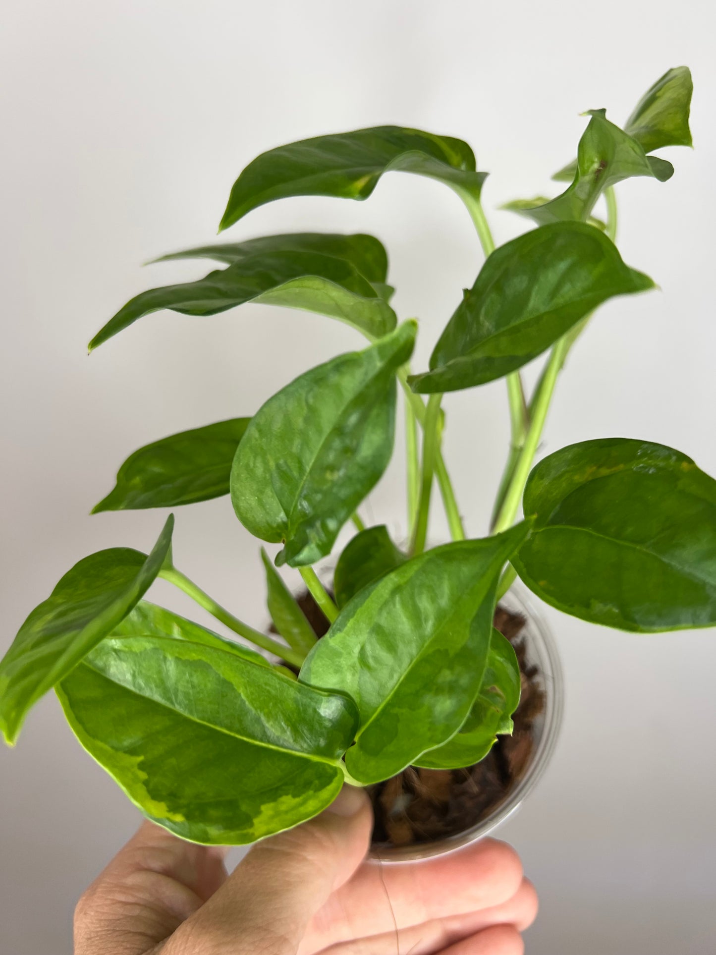 Epipremnum Aureum Lemon Meringue Pothos