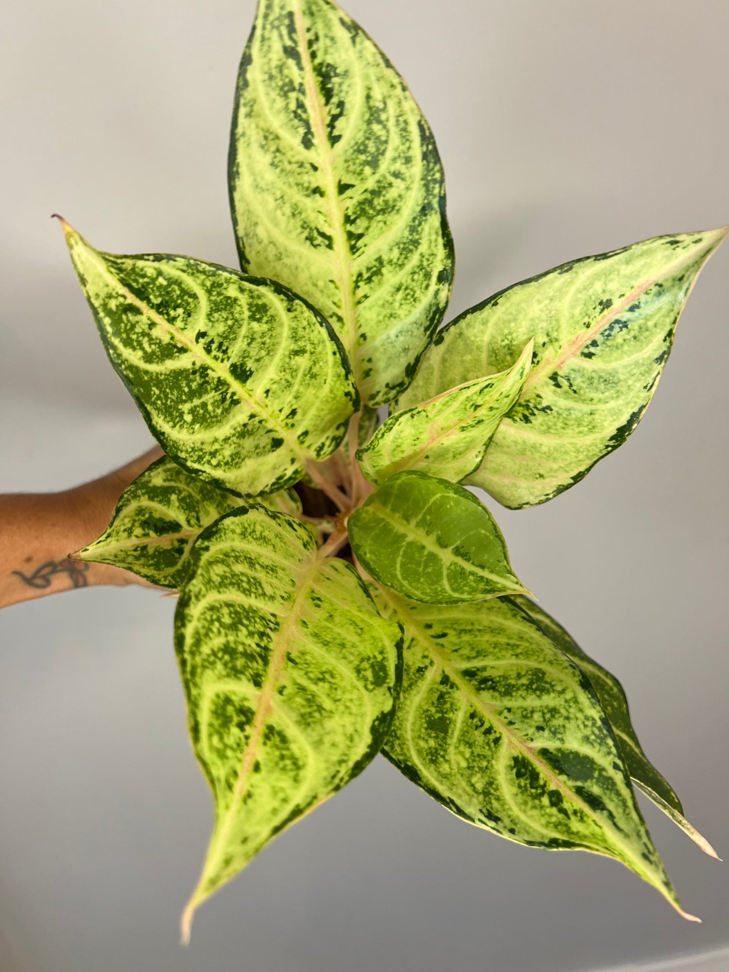 Aglaonema Lucky