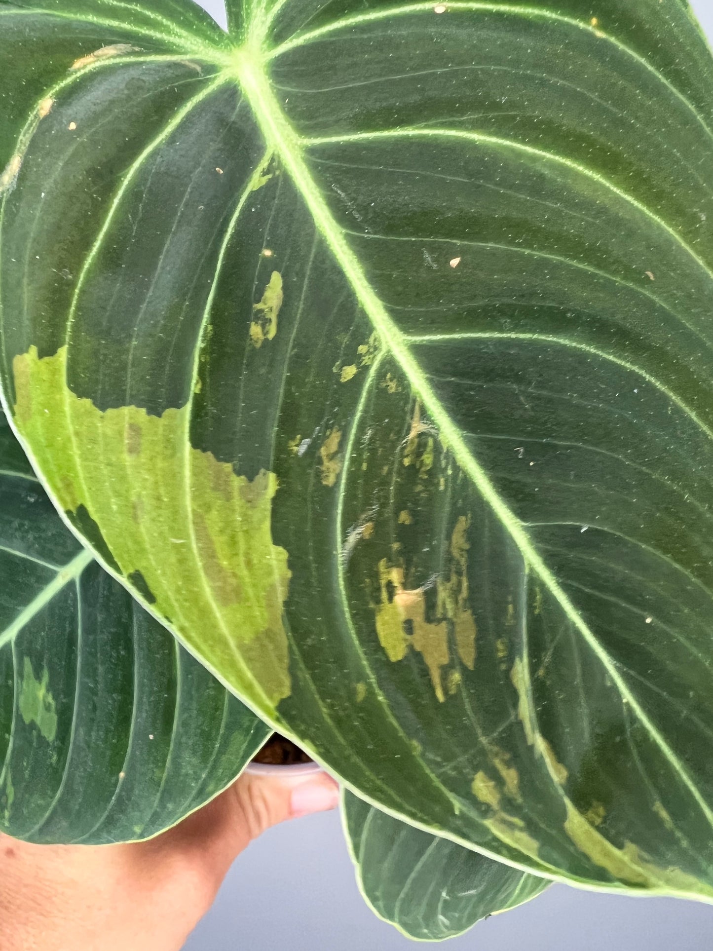 Philodendron Melanocrysum Variegated