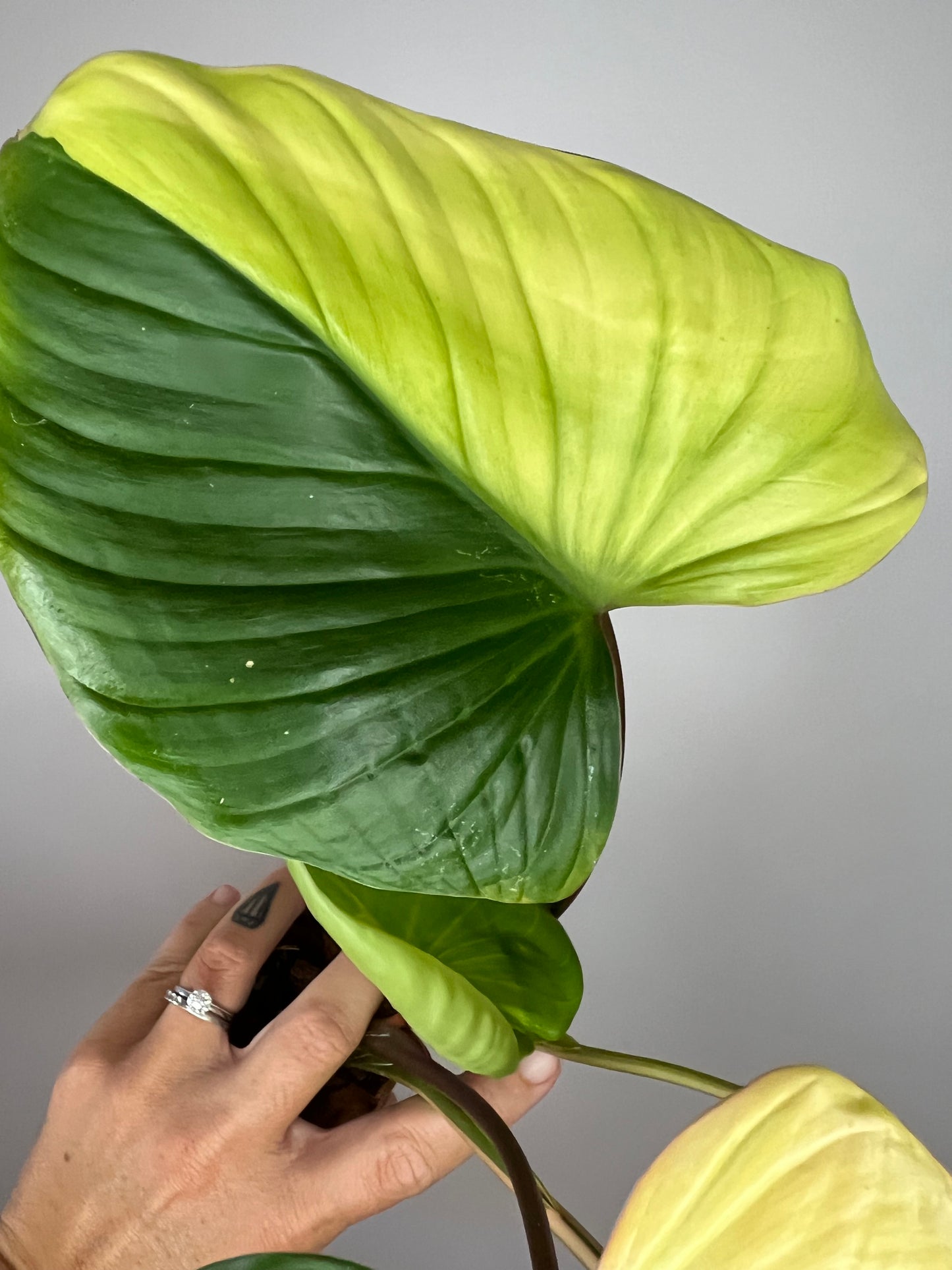 Homalomena Rubescens Tricolor Pink