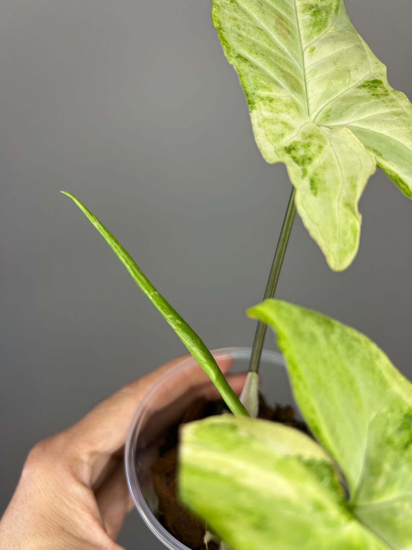 Syngonium White Butterfly Variegated