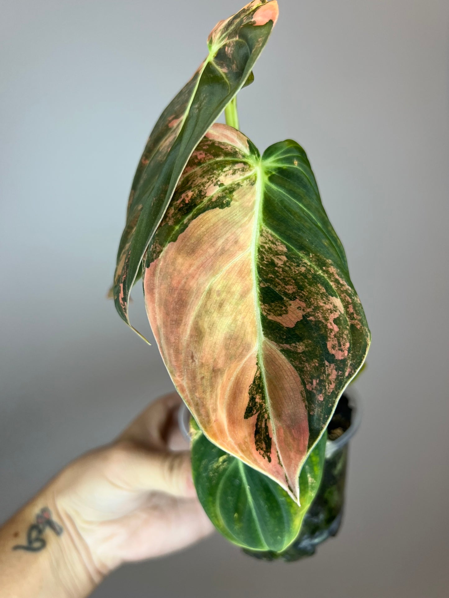 Philodendron Melanocrysum Orange "Bonfire"