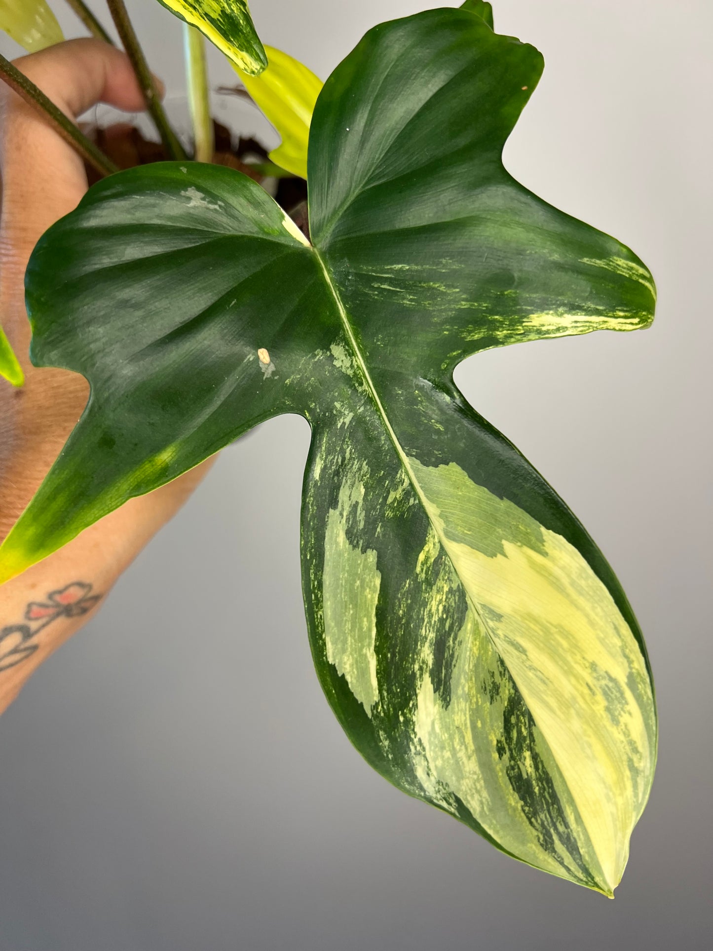 Philodendron Florida Beauty Variegated