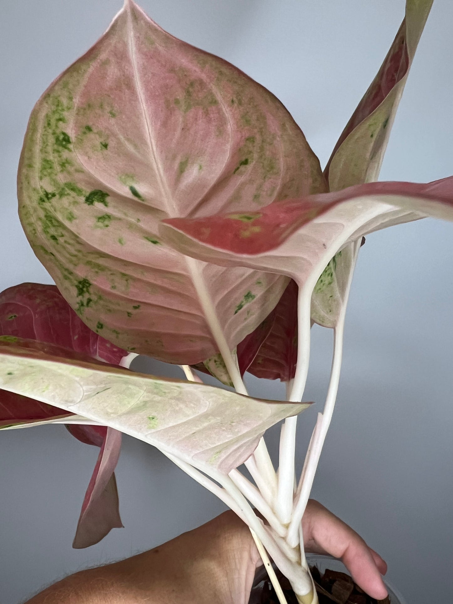 Aglaonema Aden Mutation