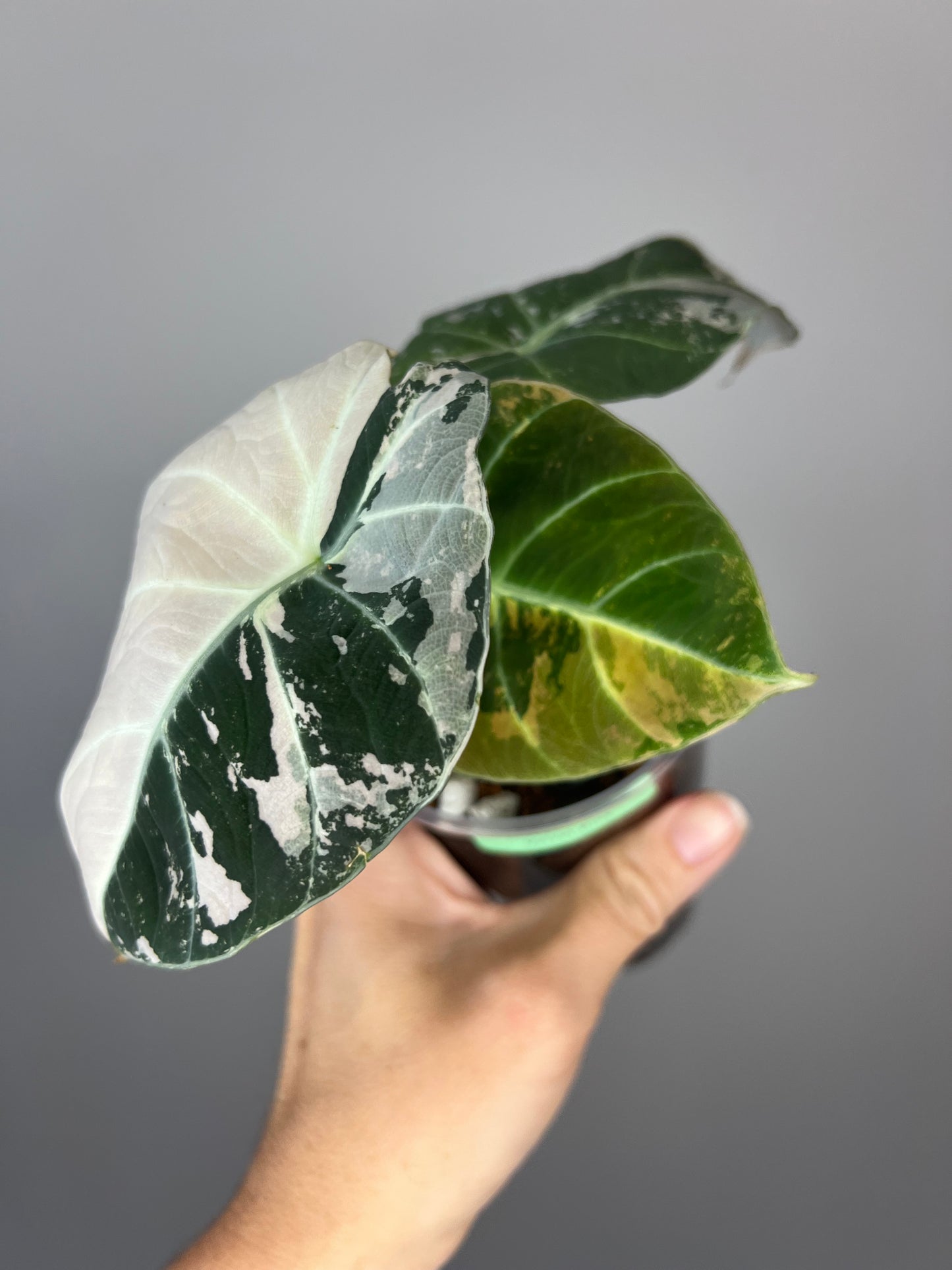 Alocasia Black Velvet Pink Variegated