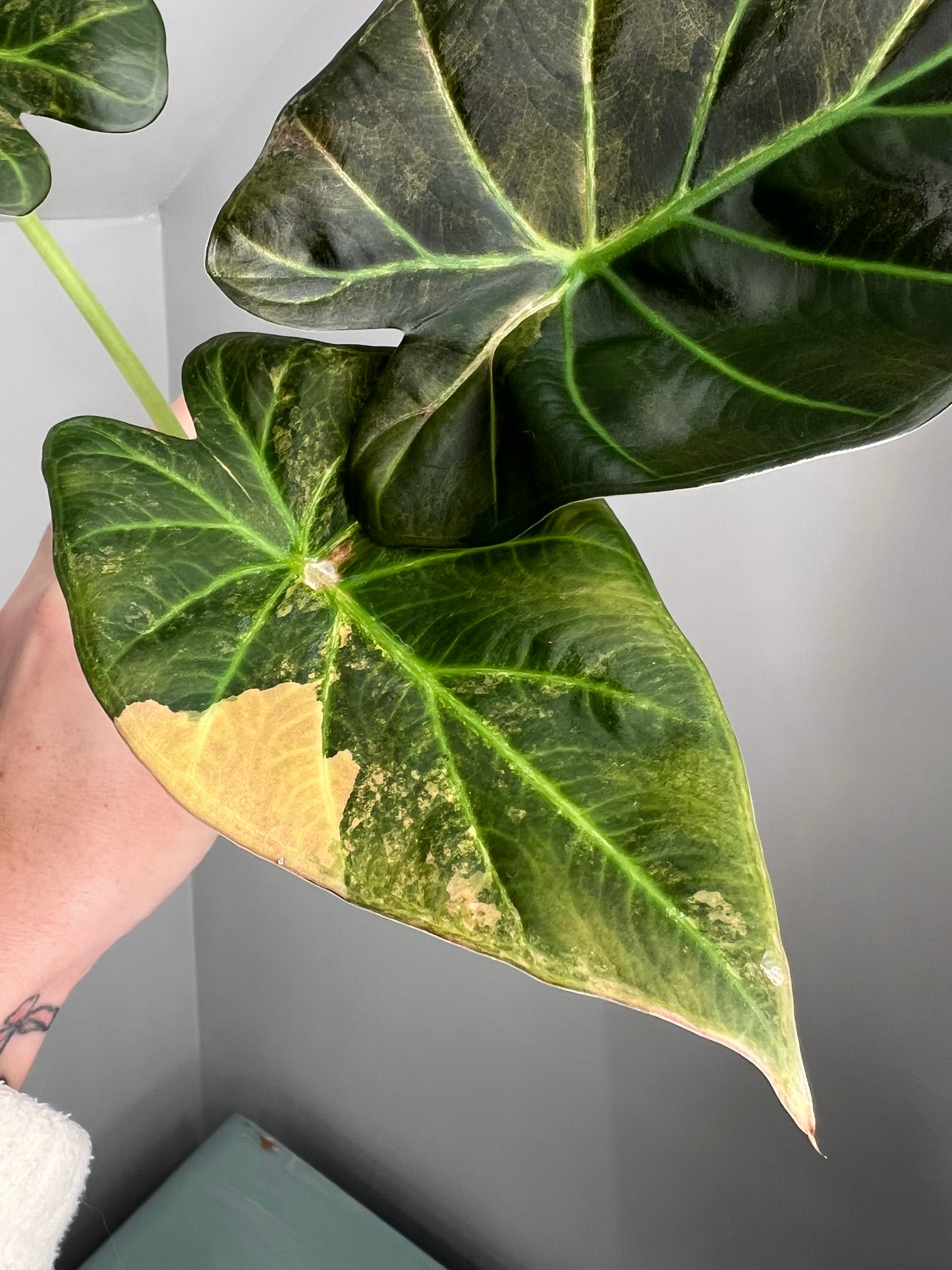 Alocasia Regal Shield Aurea Corm
