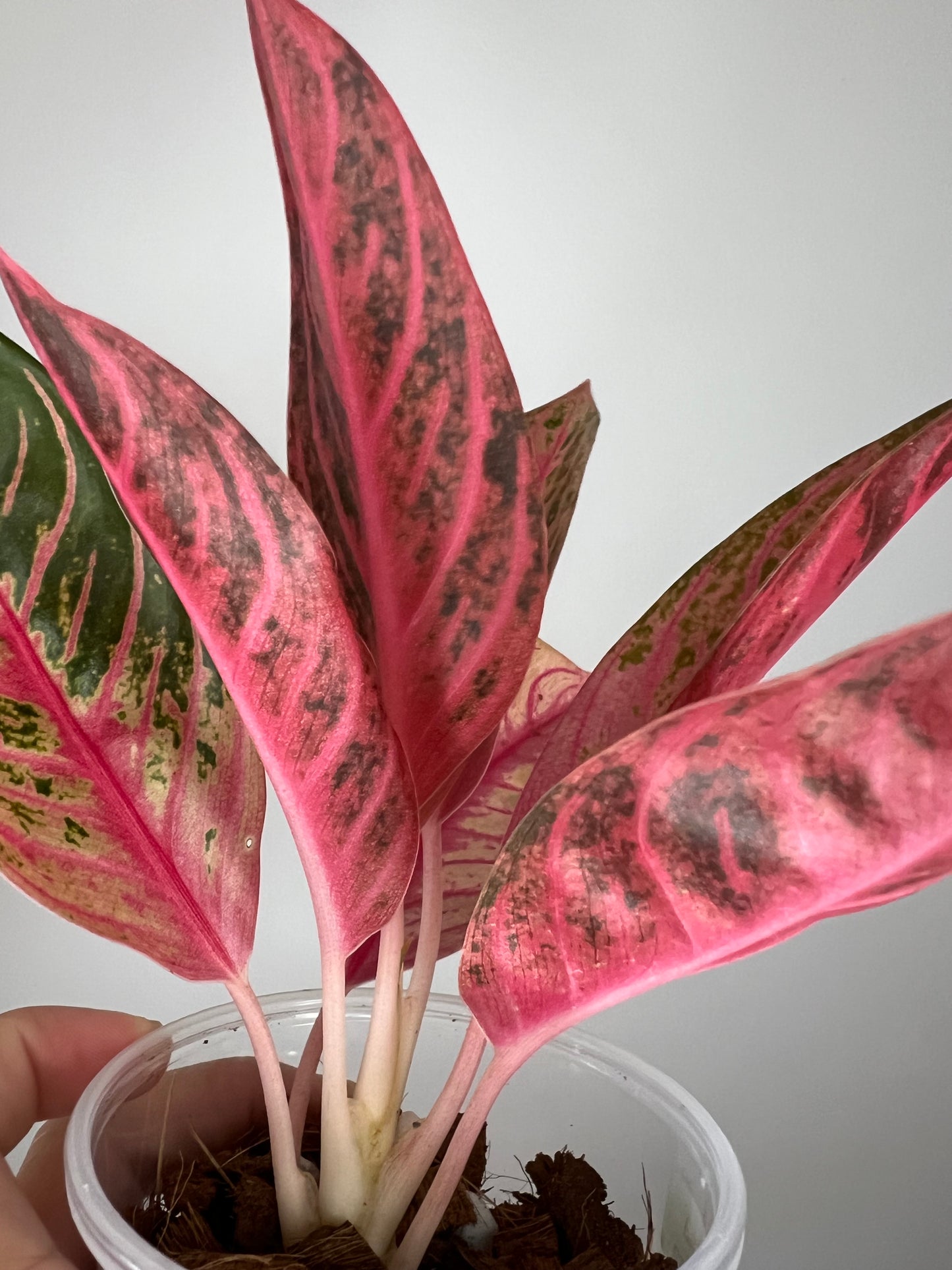 Aglaonema Pride of Sumatra Pink
