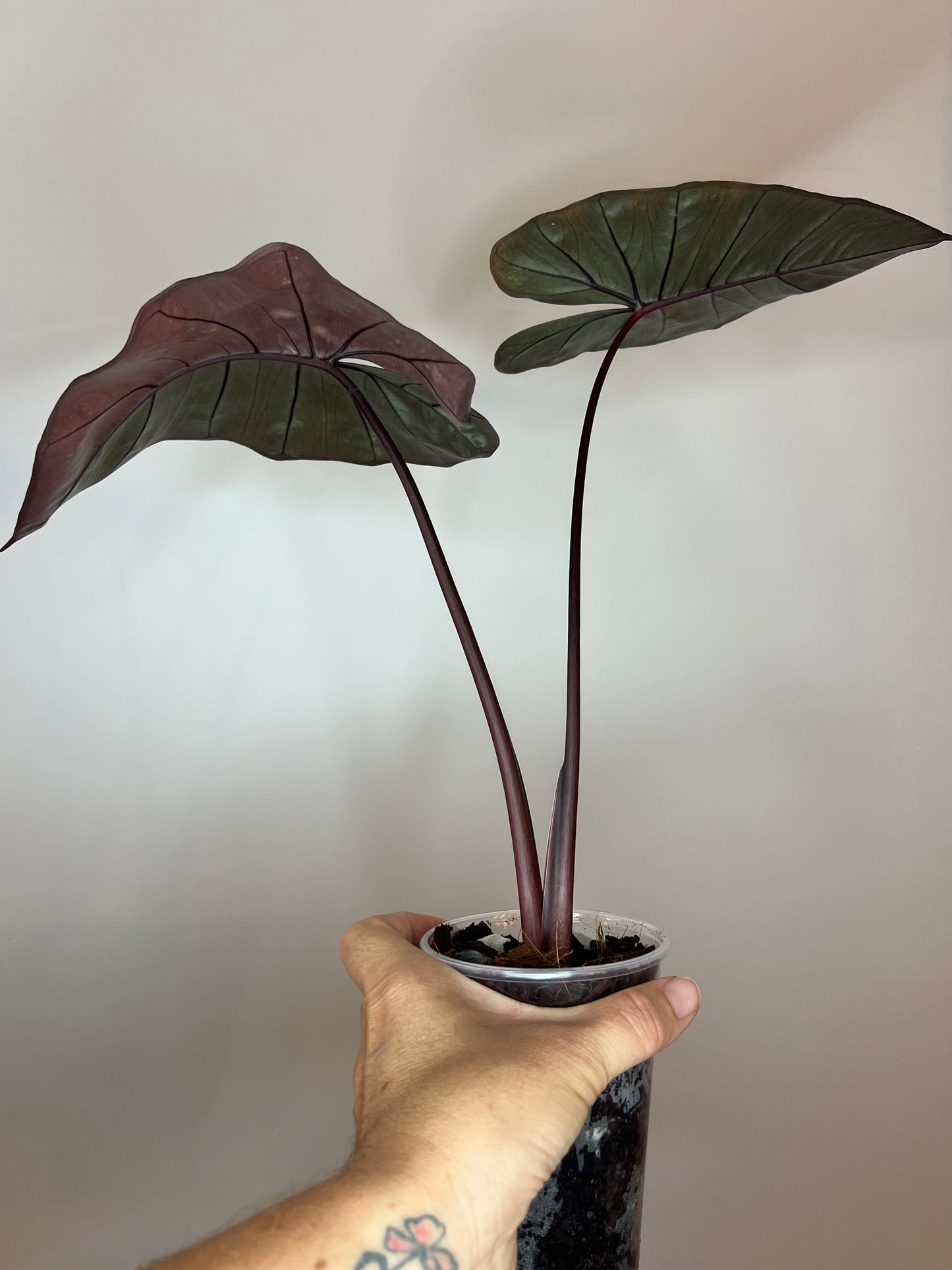 Alocasia Plumbea Pink