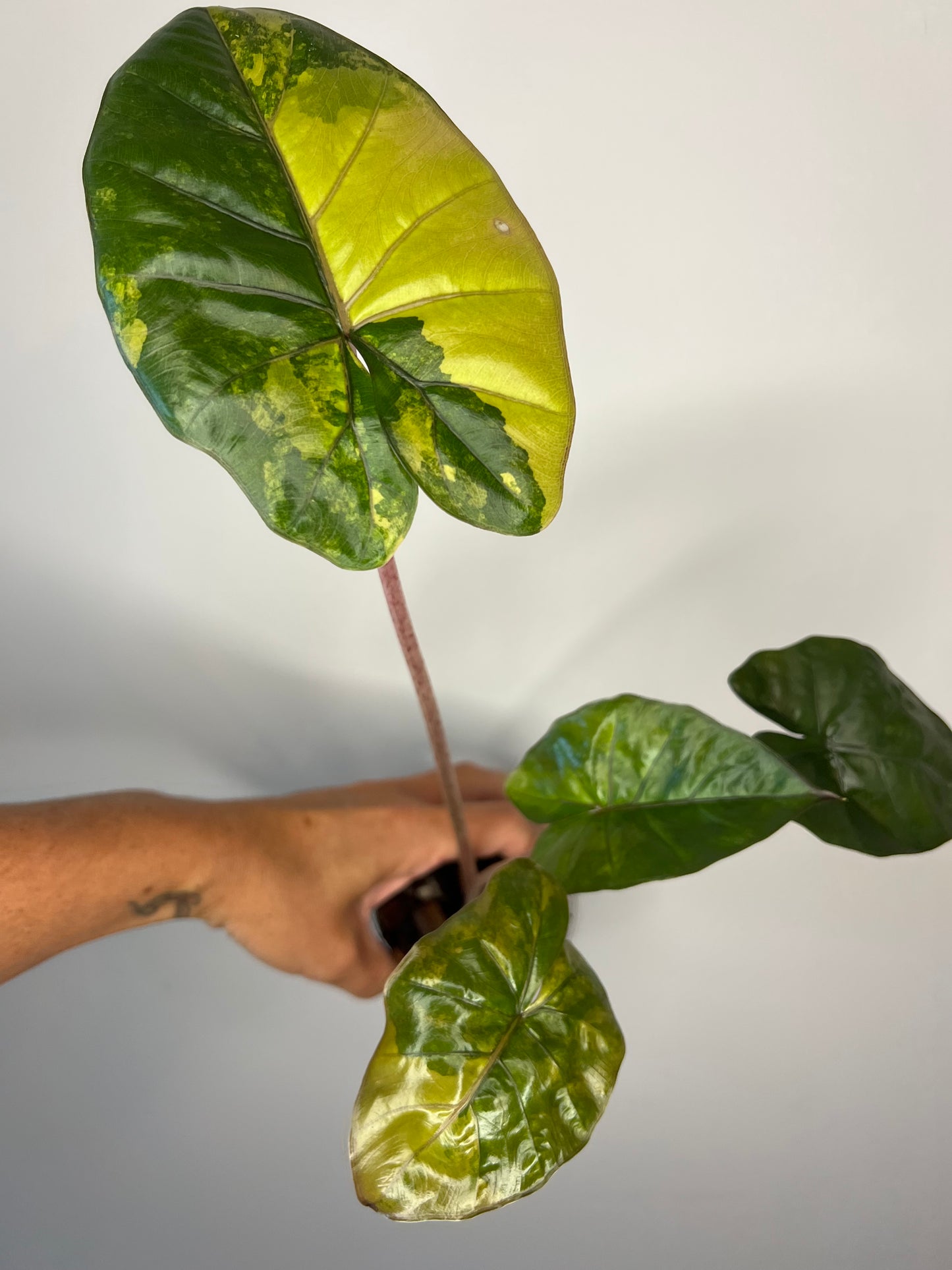 Alocasia Yucatan Princess Variegated