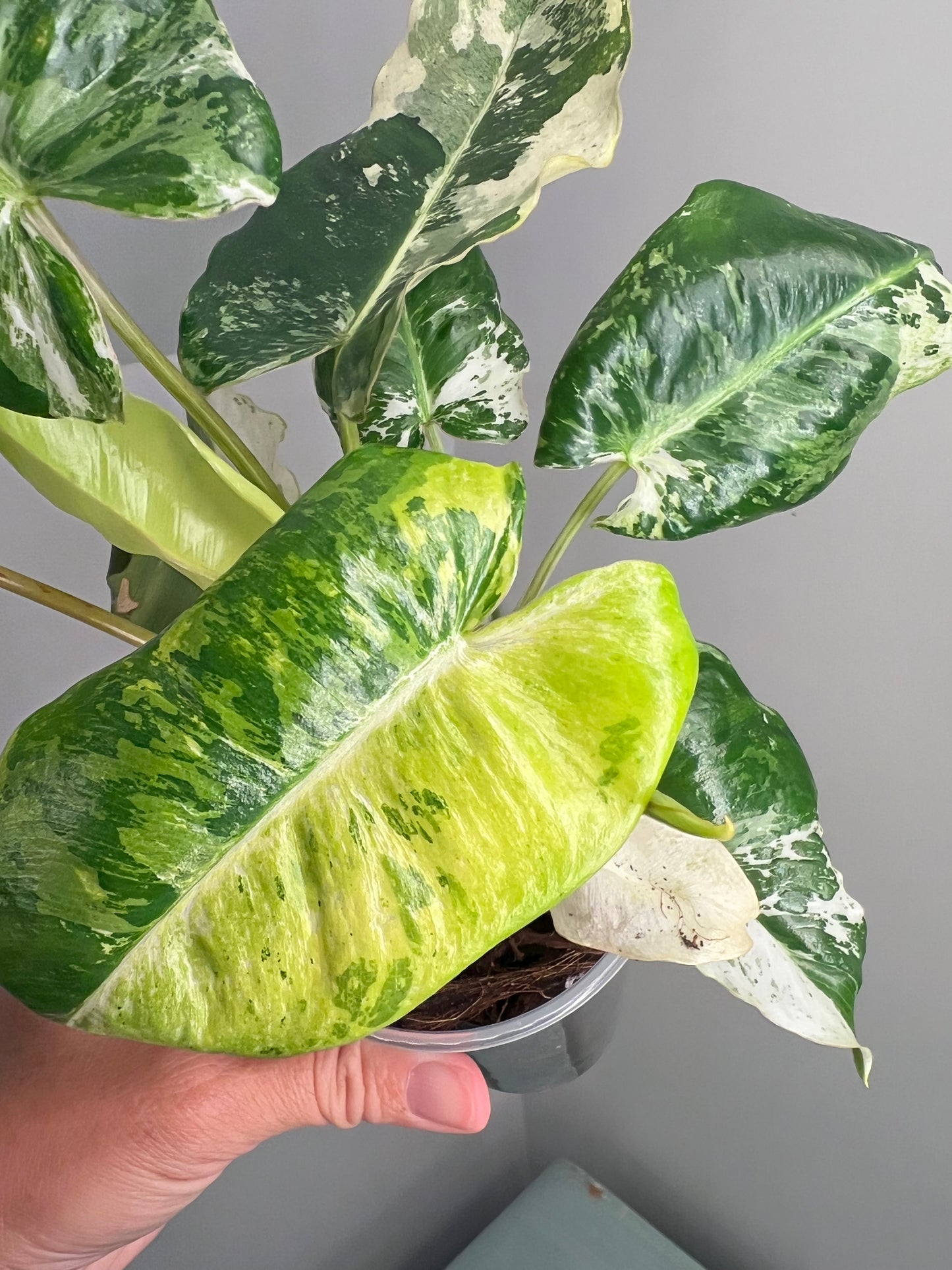 Philodendron Burle Marx Snow White B