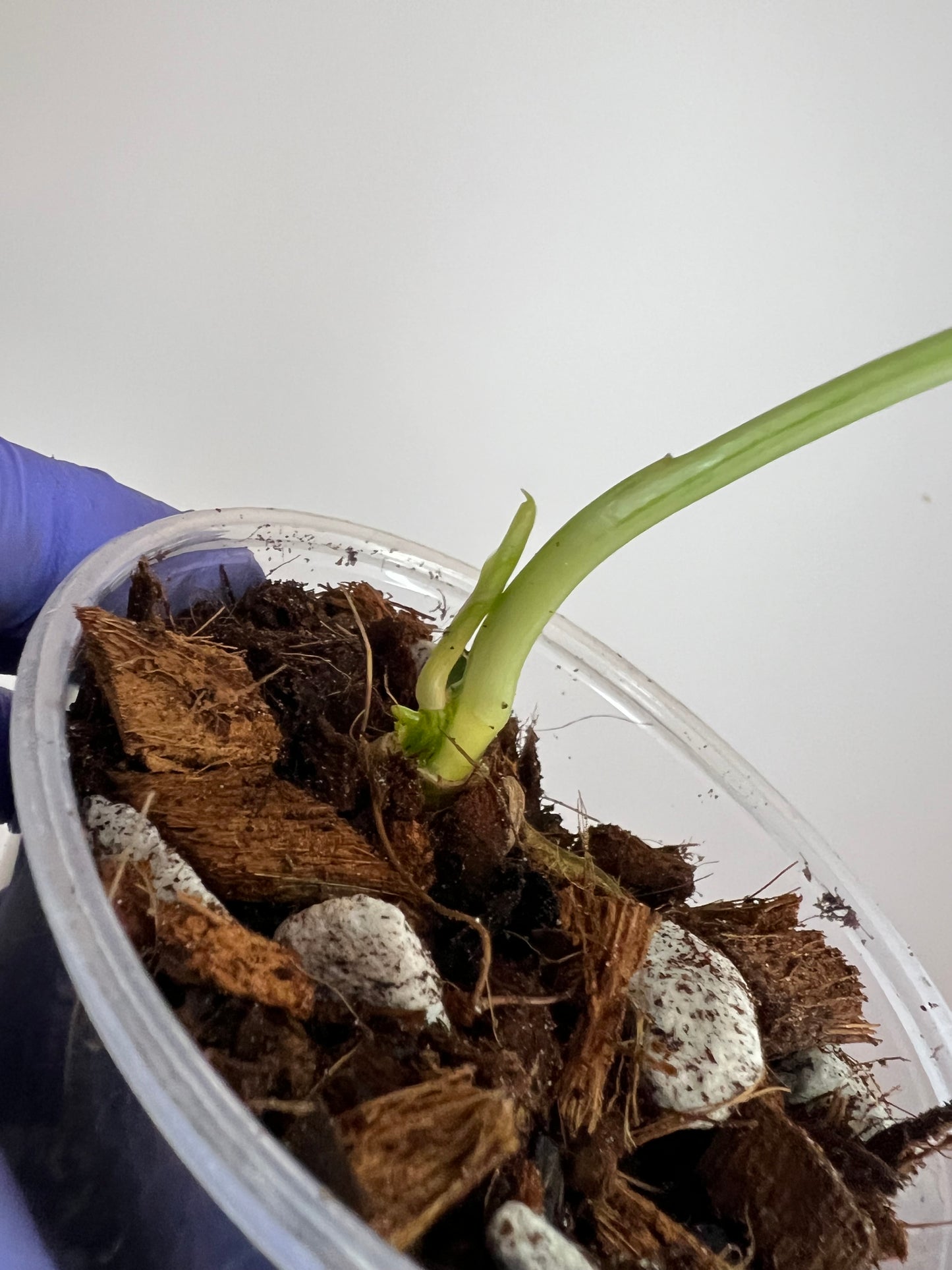 Philodendron Burle Marx Snow White E Multinode Base