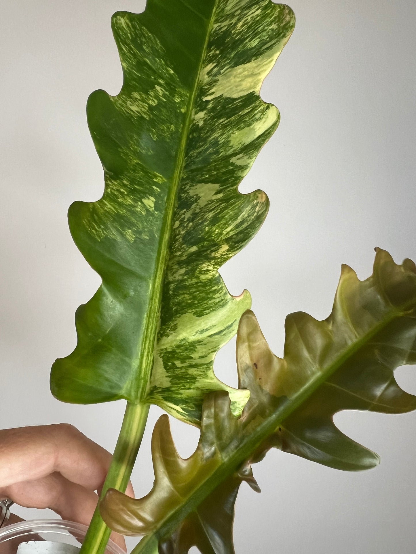 Philodendron Jungle Boogie Variegated