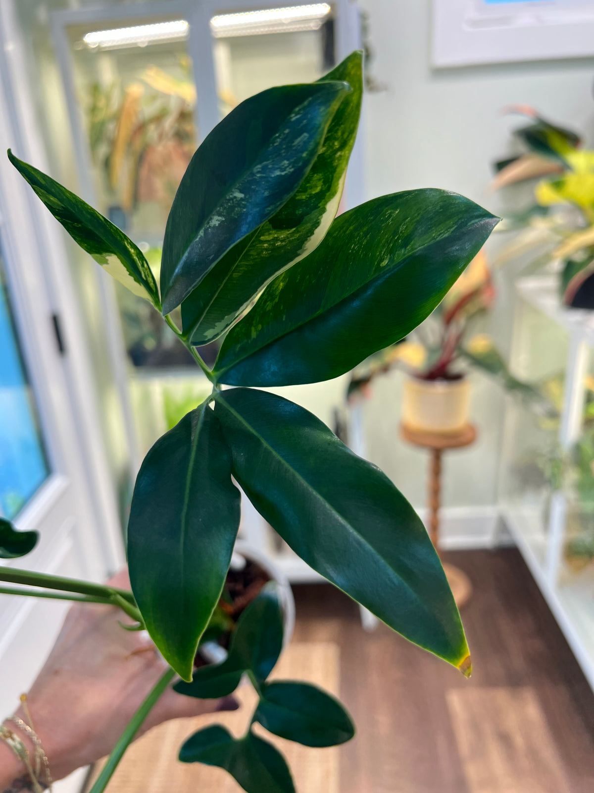 Thaumatophyllum Spruceanum Variegated (Philodendron Goeldii)