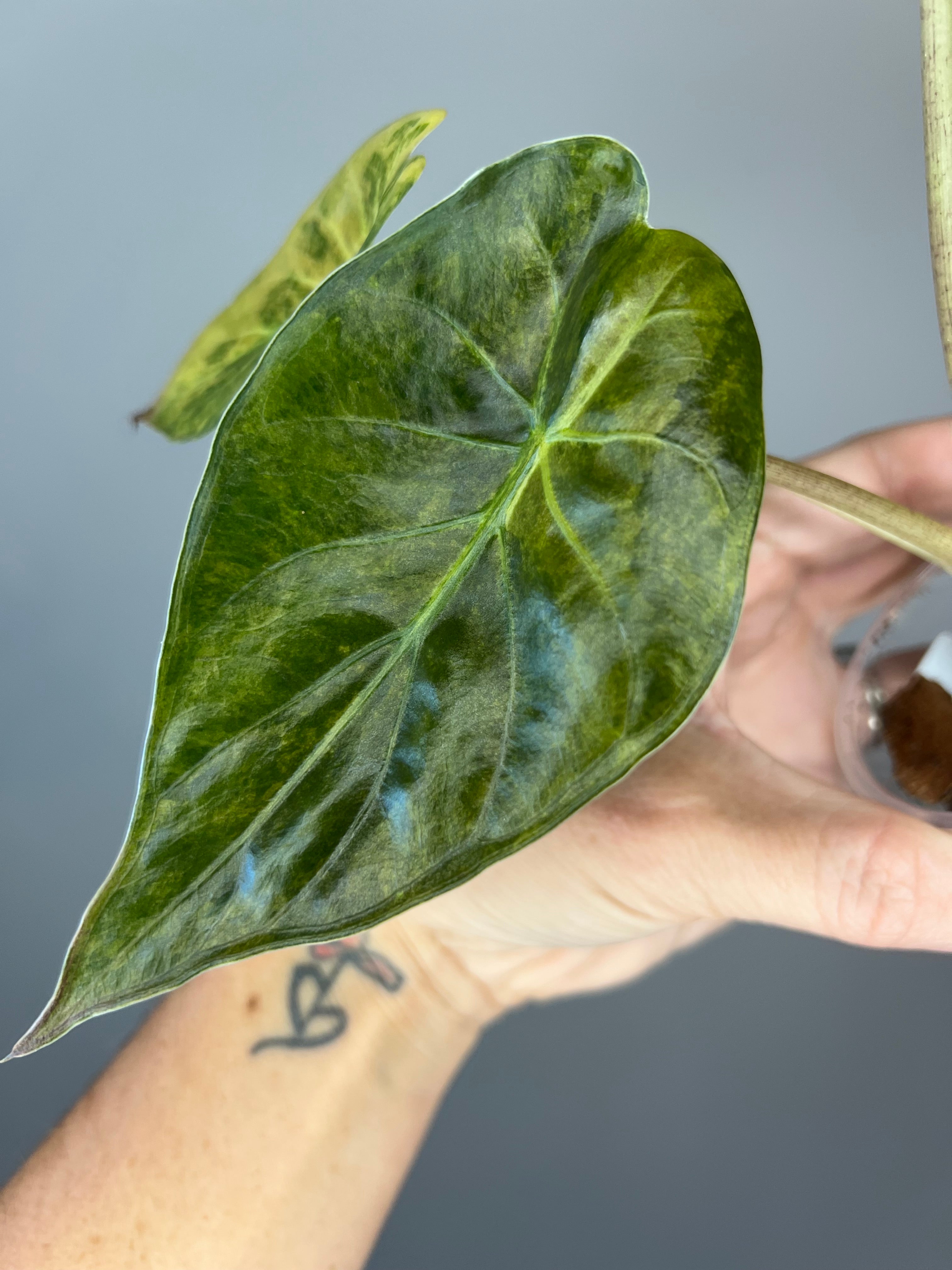 Alocasia Wentii Sunset - Stunning Tropical Statement Plant