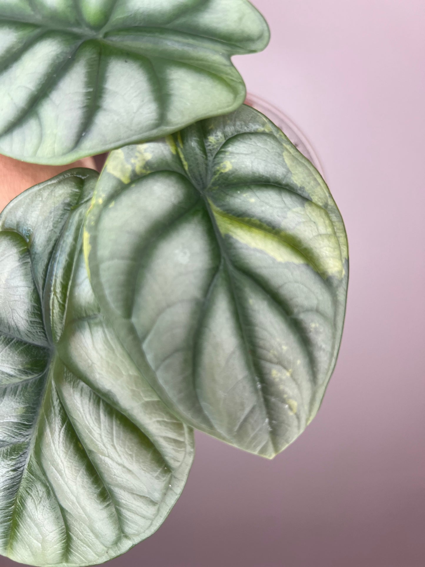 Alocasia Silver Dragon Aurea