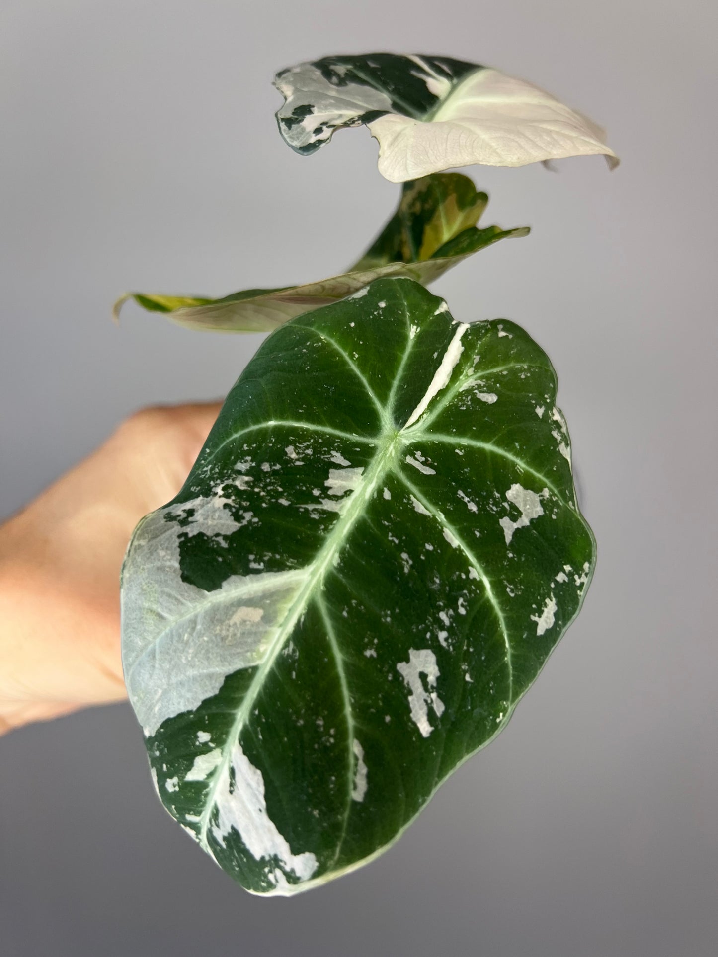 Alocasia Black Velvet Pink Variegated