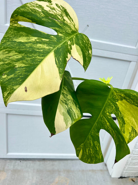 Monstera Borsigiana Aurea