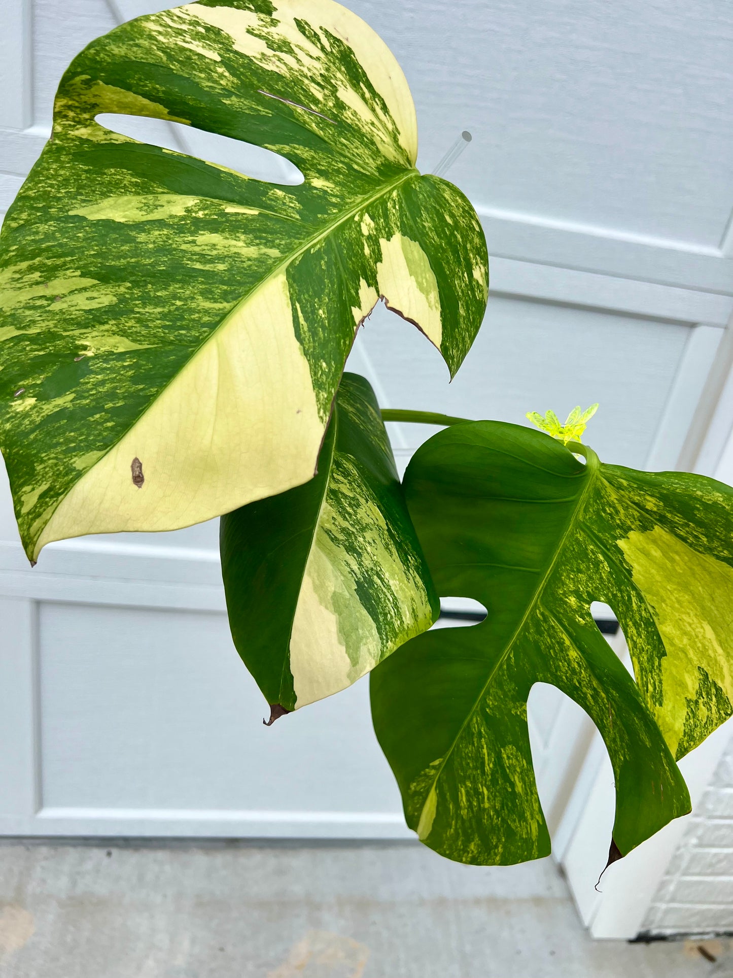 Monstera Borsigiana Aurea