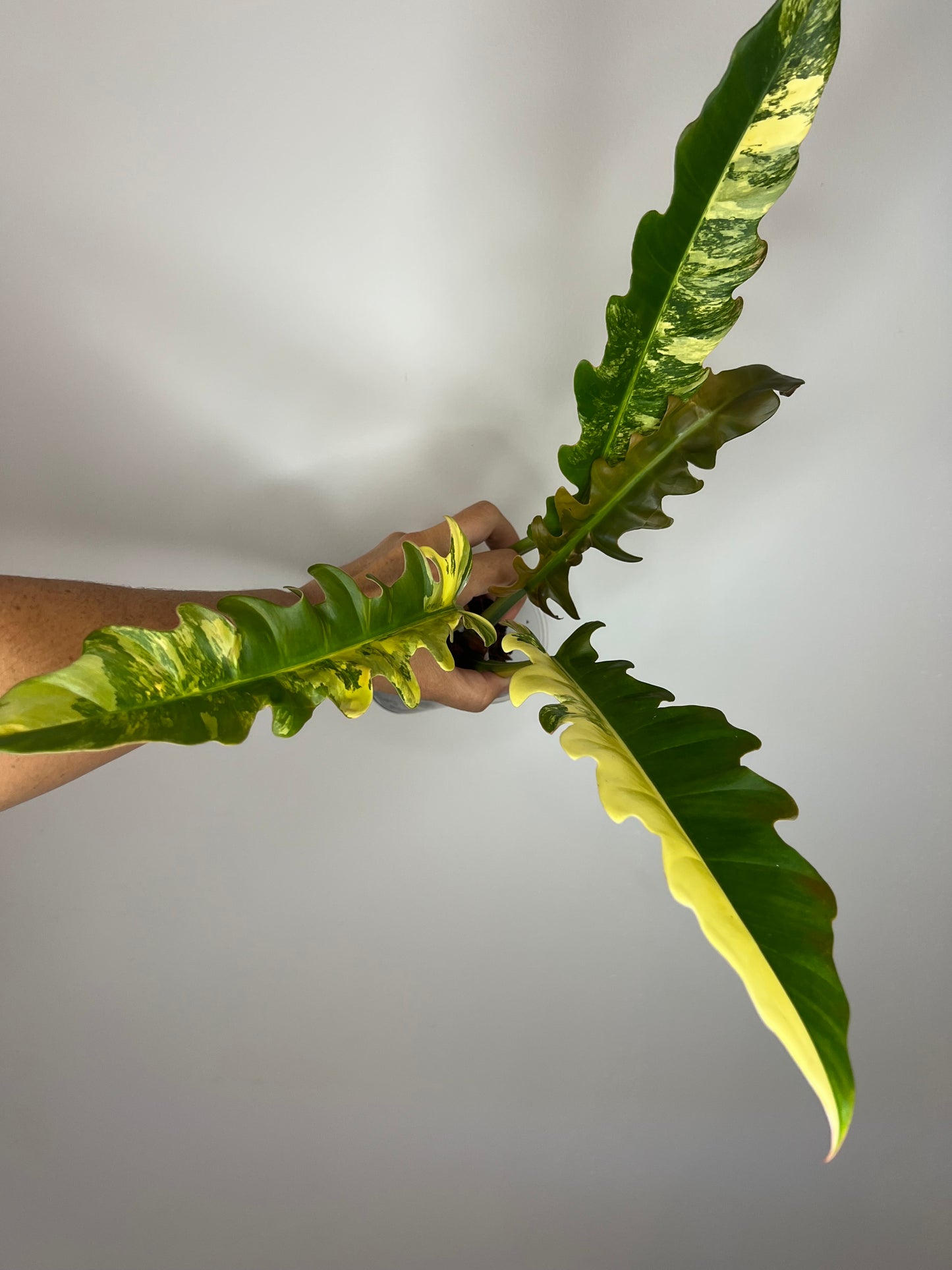 Philodendron Jungle Boogie Variegated