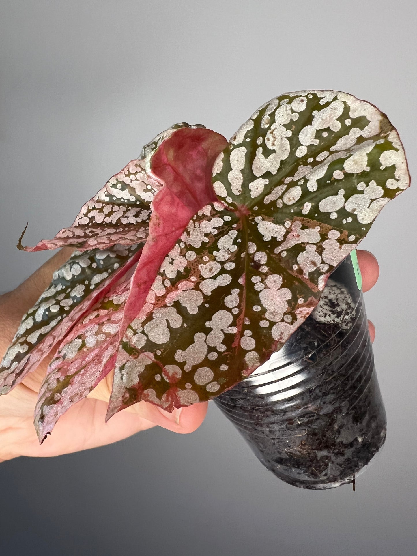 Begonia Snow Capped Pink Variegated