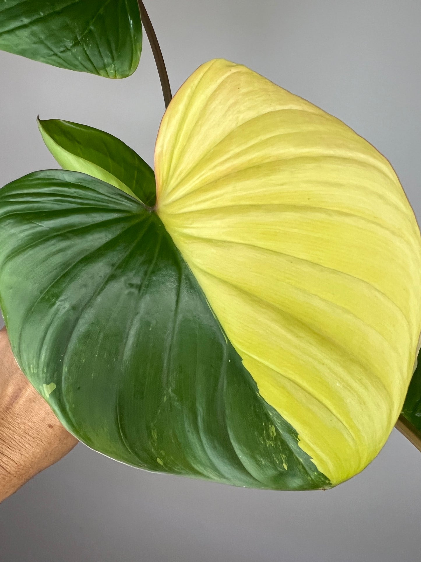 Homalomena Rubescens Tricolor Pink