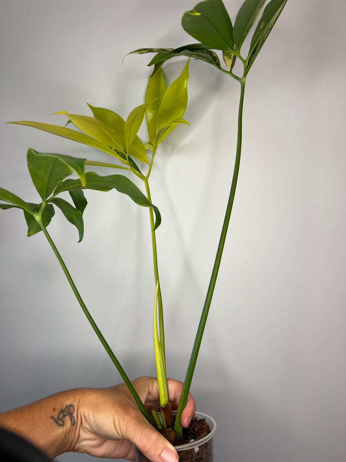 Thaumatophyllum Spruceanum Variegated (Philodendron Goeldii)