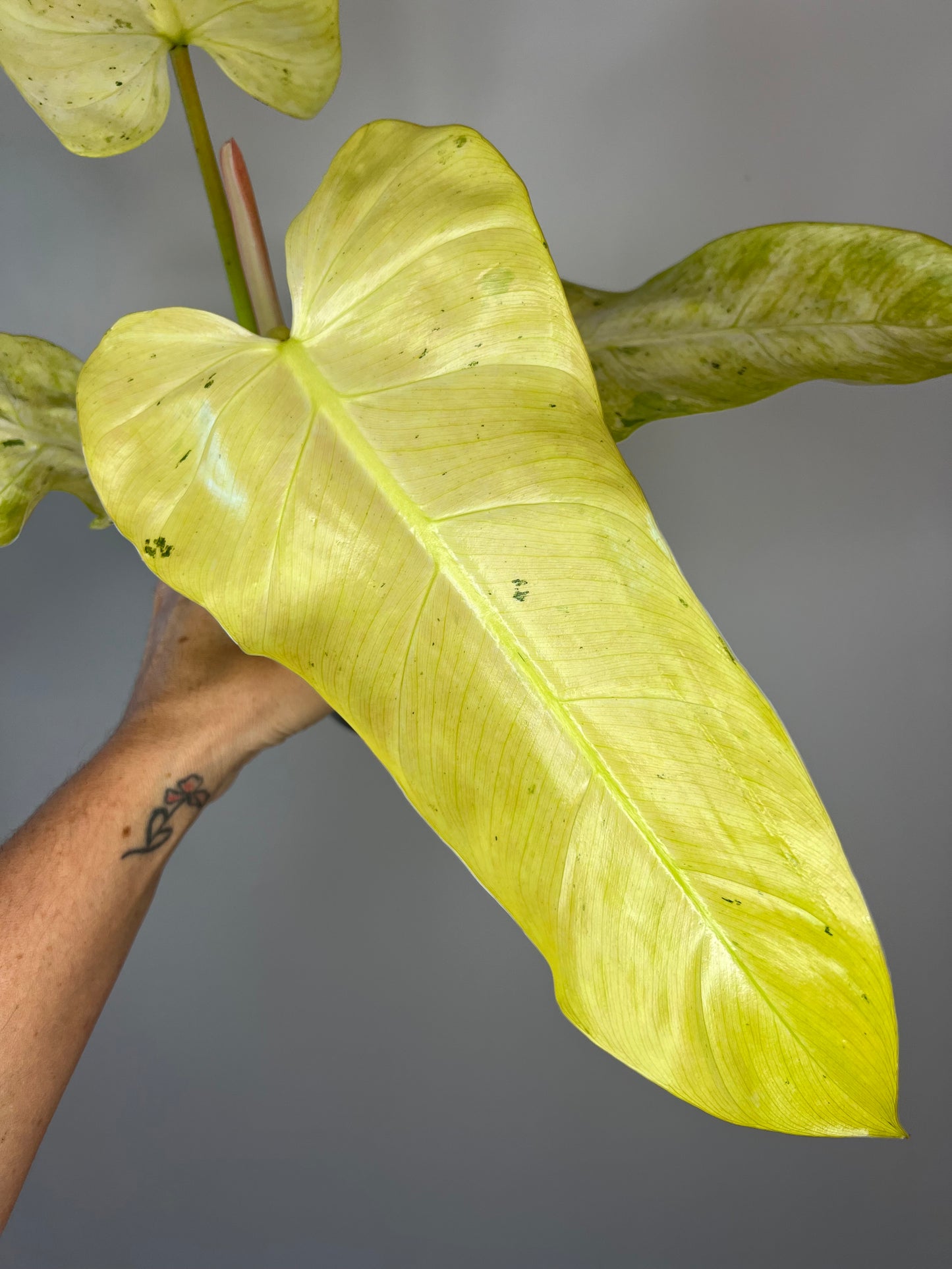 Philodendron Whipple Way