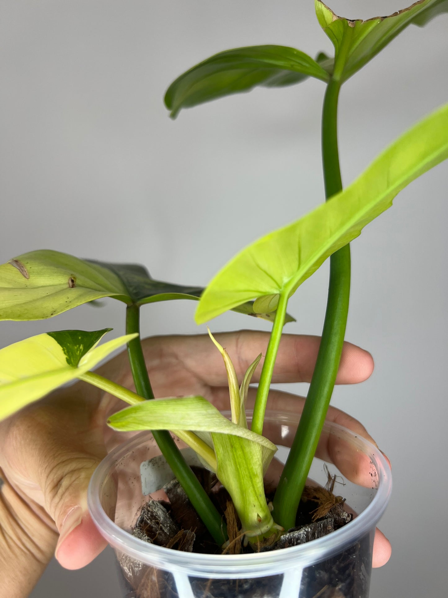 Philodendron Golden Dragon Mint