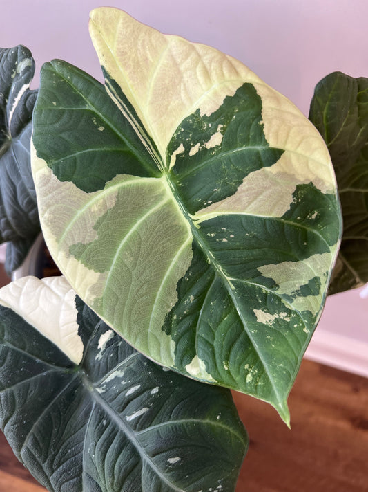Alocasia Maharani Albo Corm