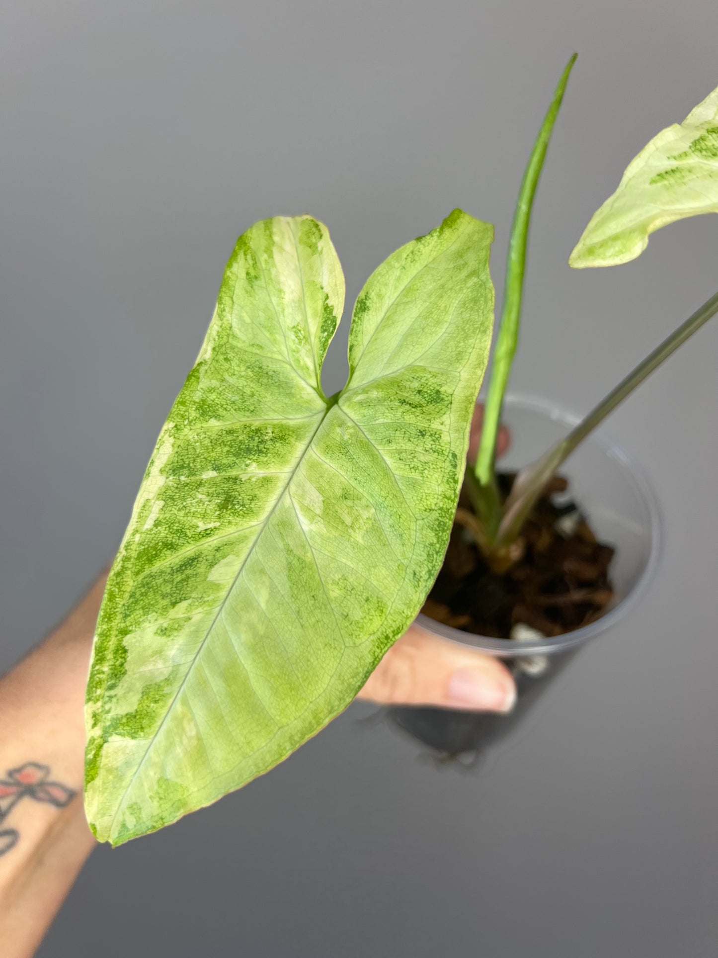 Syngonium White Butterfly Variegated