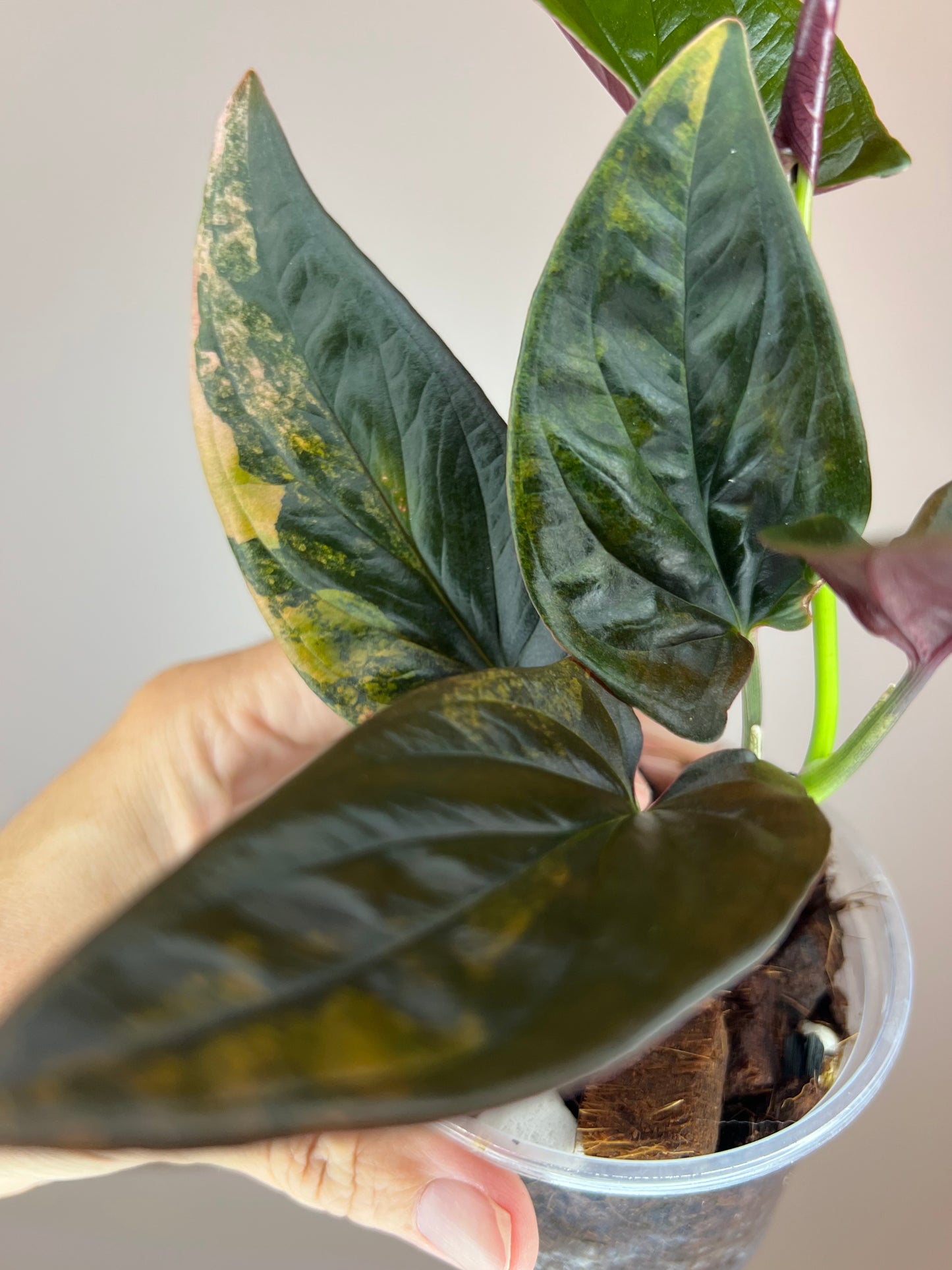 Syngonium Llano Carti Variegated