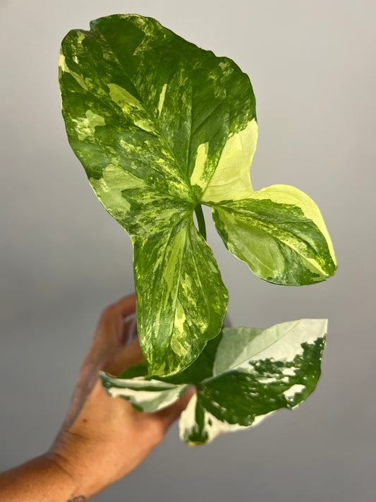 Syngonium Albo