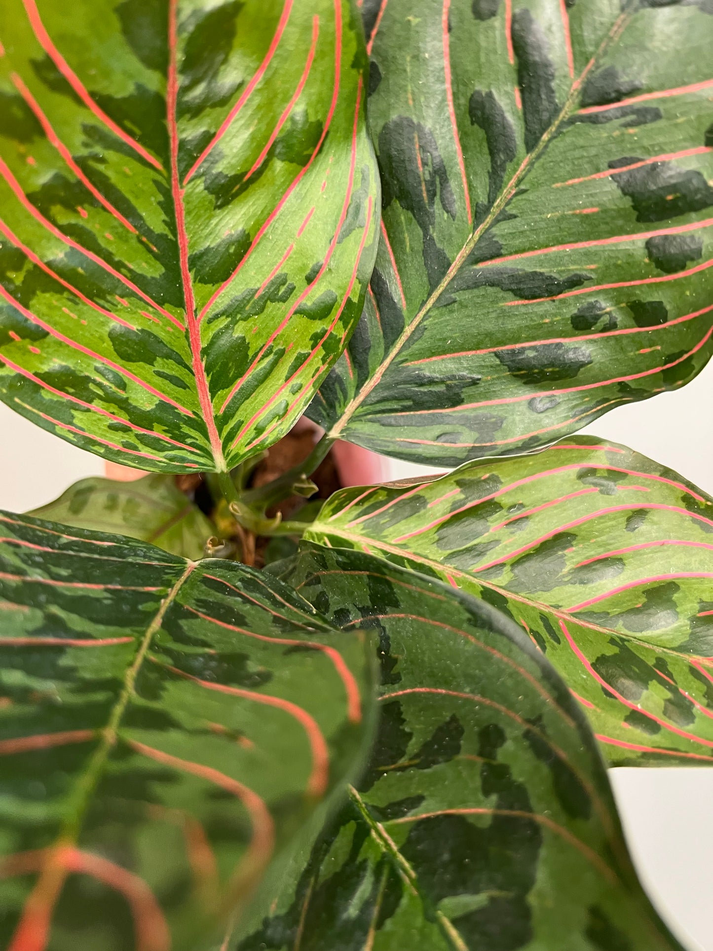 Aglaonema Red Army