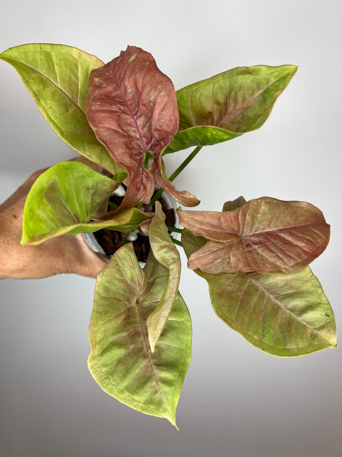 Syngonium Pink Cloud Marble