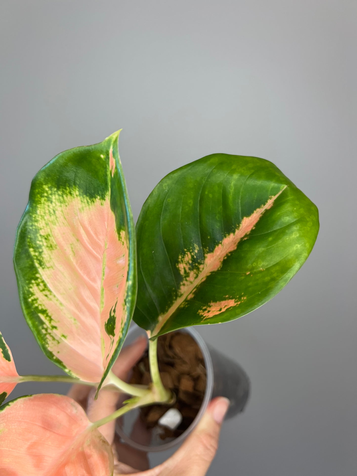 Aglaonema Orange Suksom 🍊